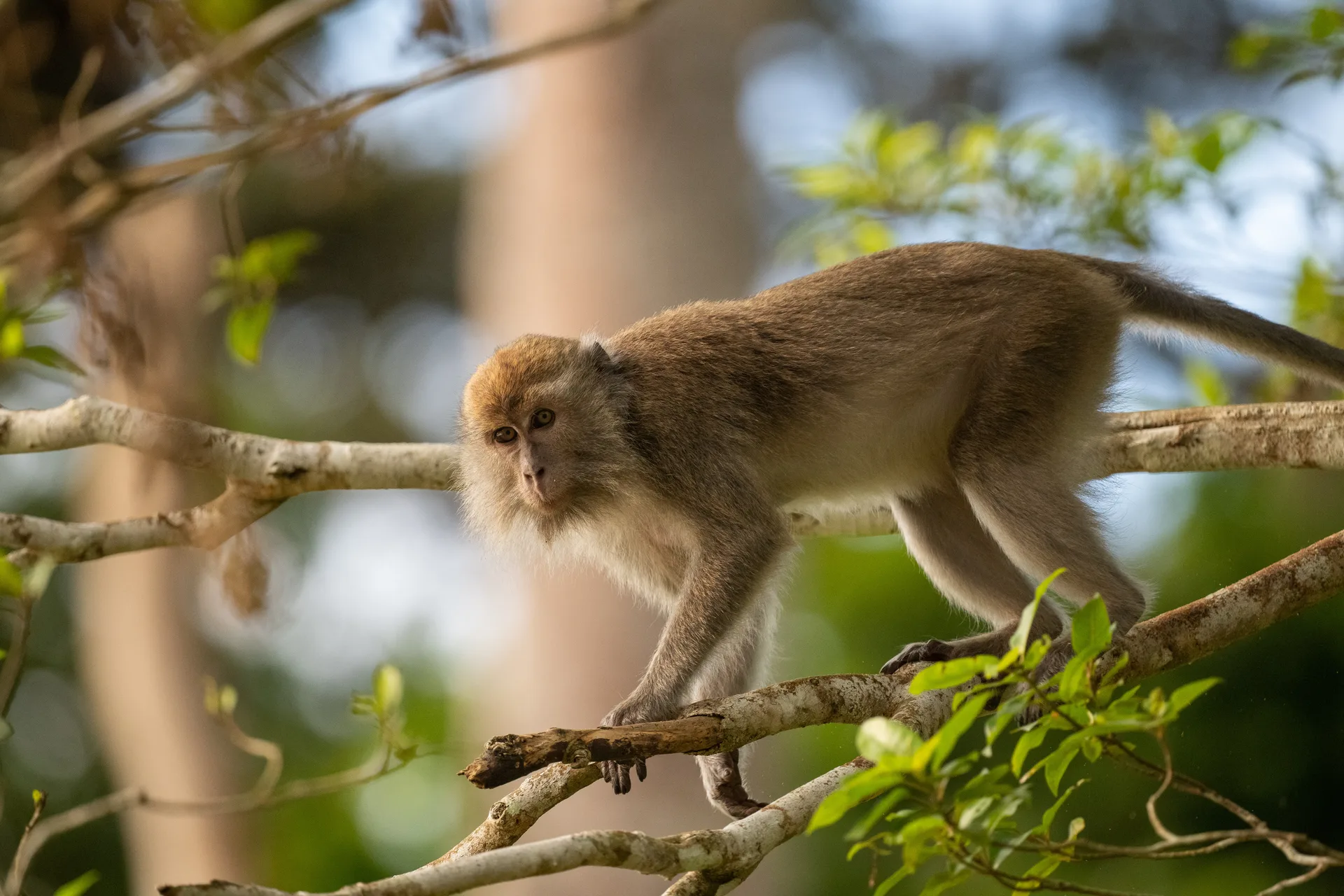 Photograph at Borneo