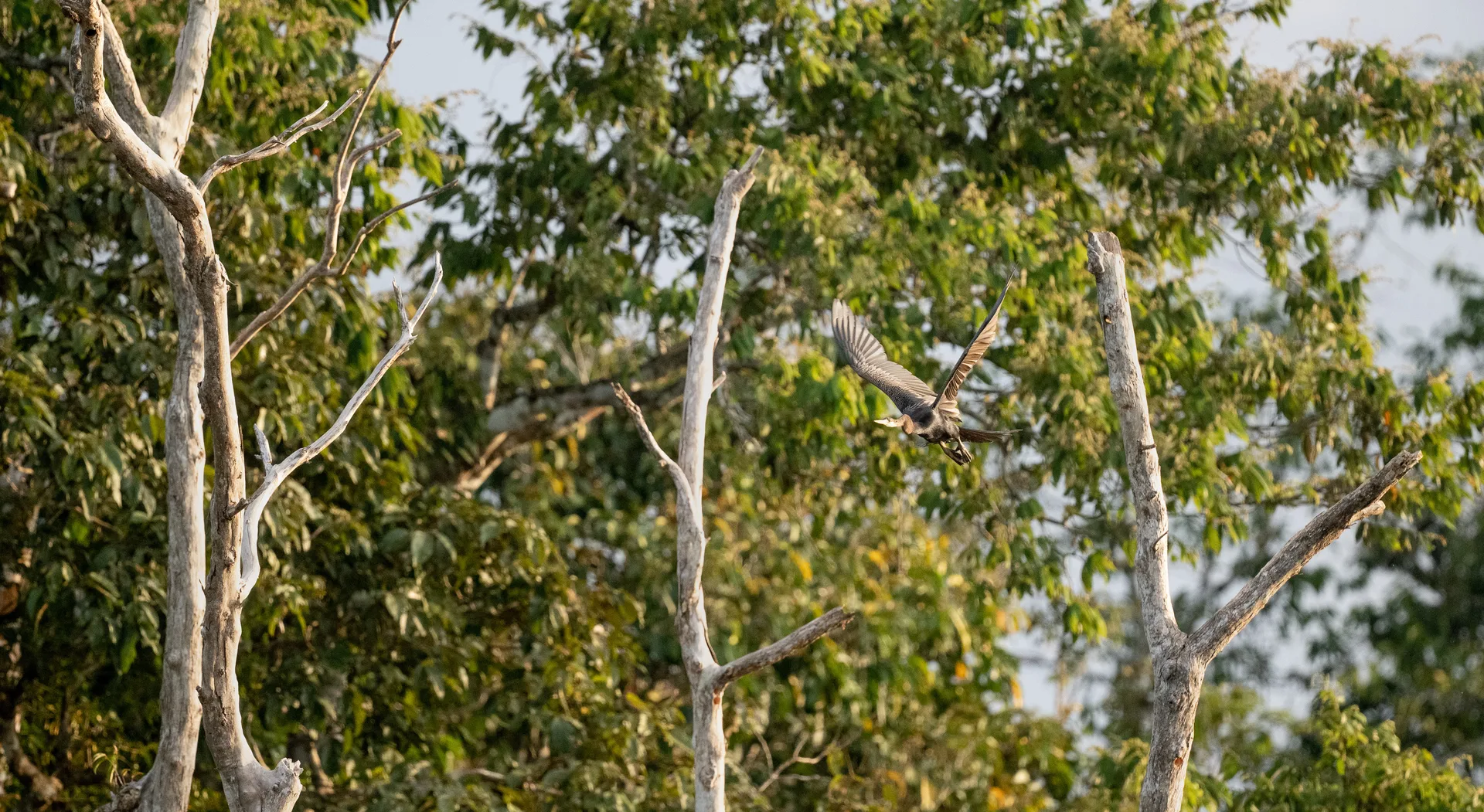 Photograph at Borneo