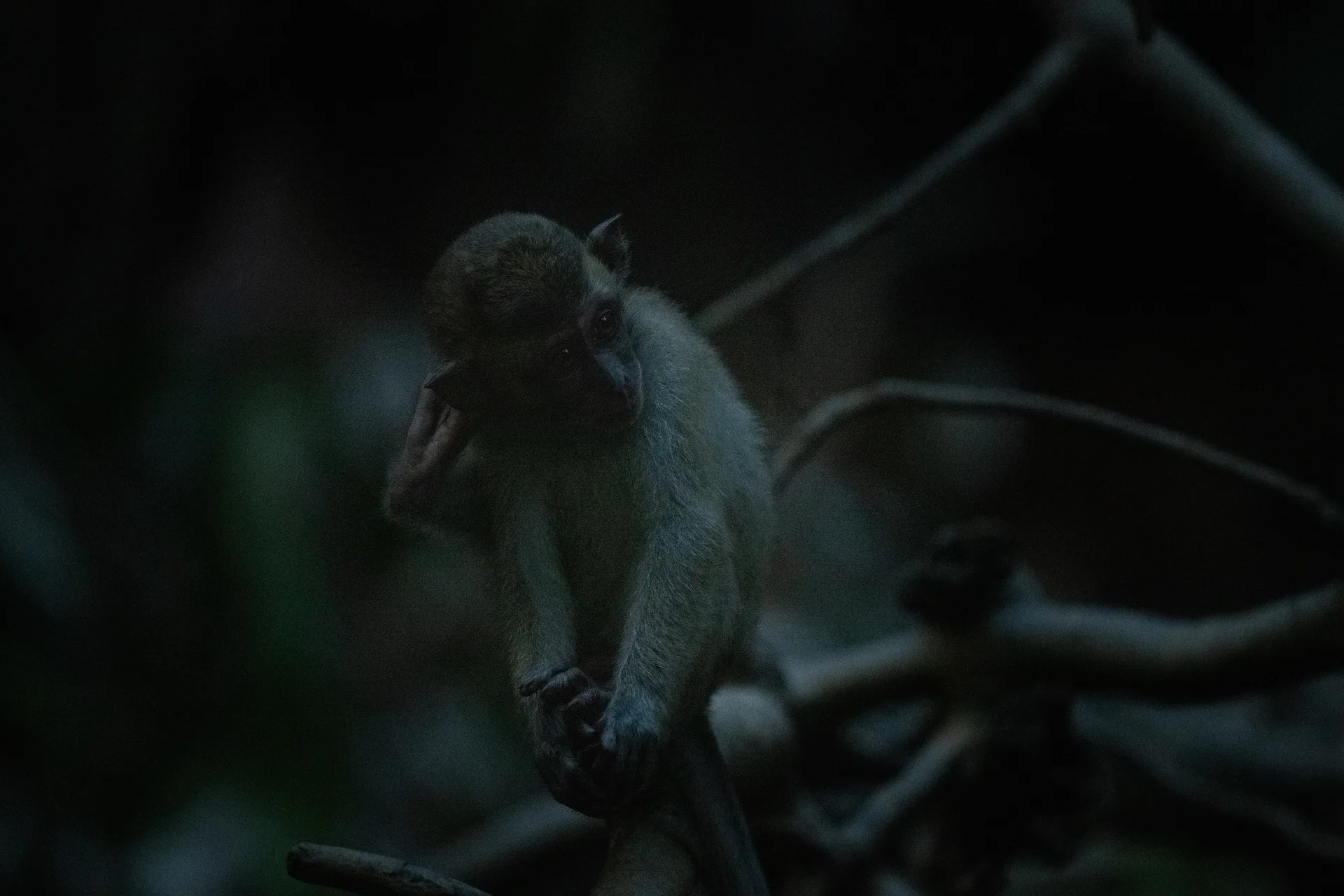 Photograph at Borneo