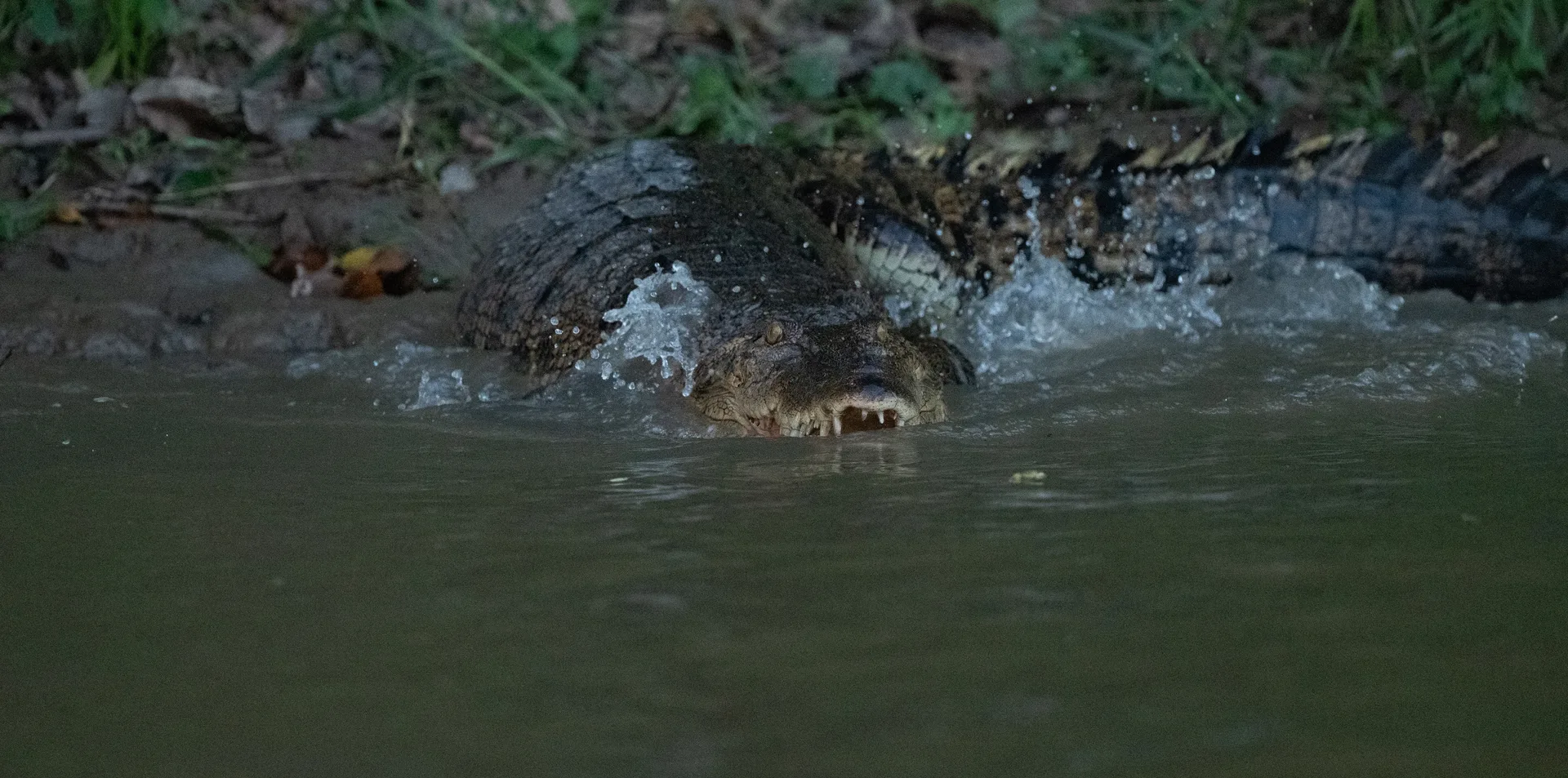 Photograph at Borneo