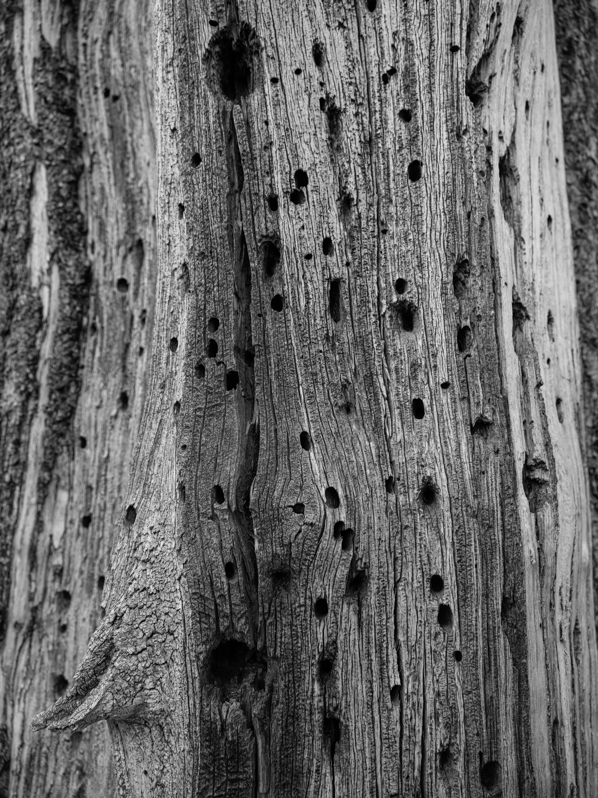 Photograph at June Lake