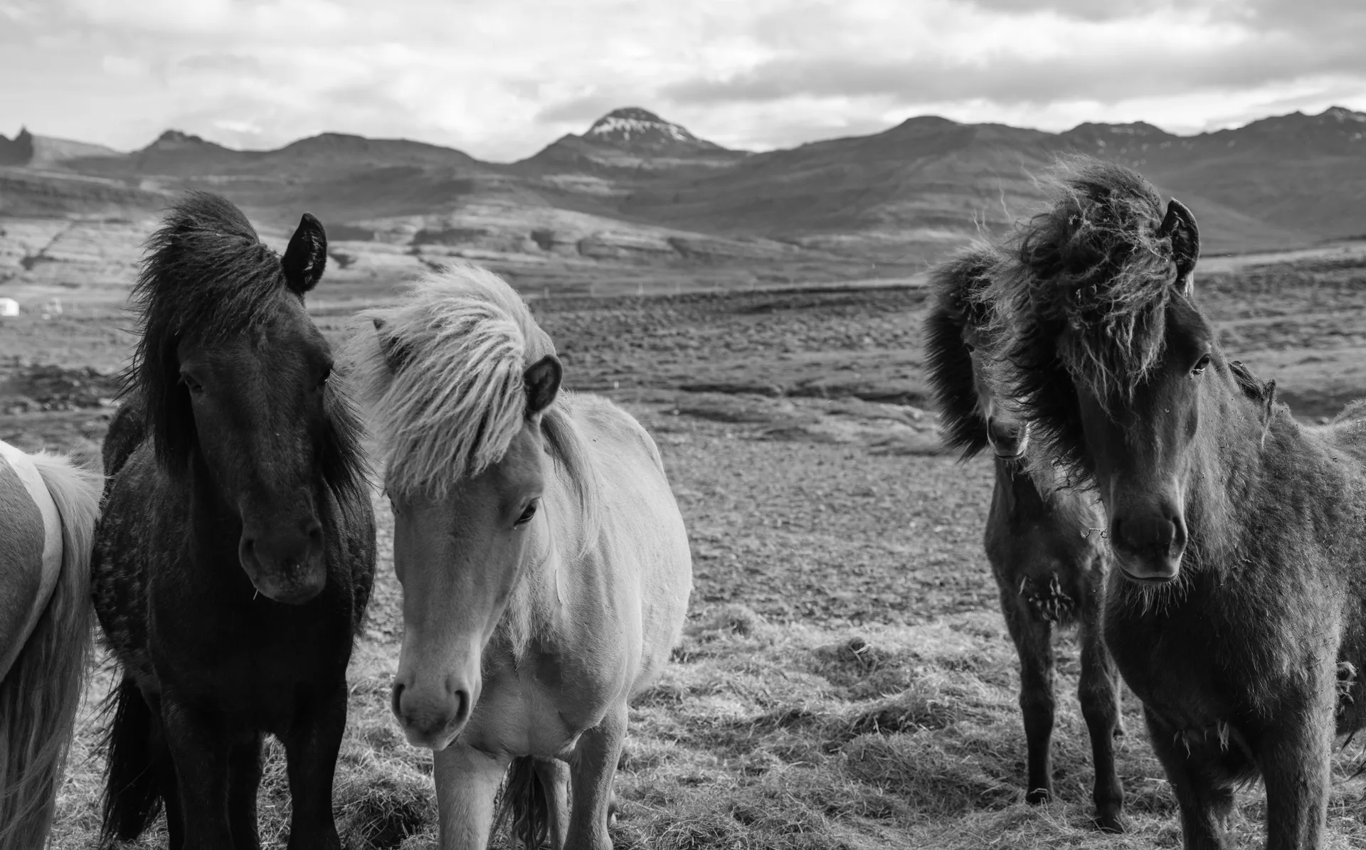 Horse at Iceland