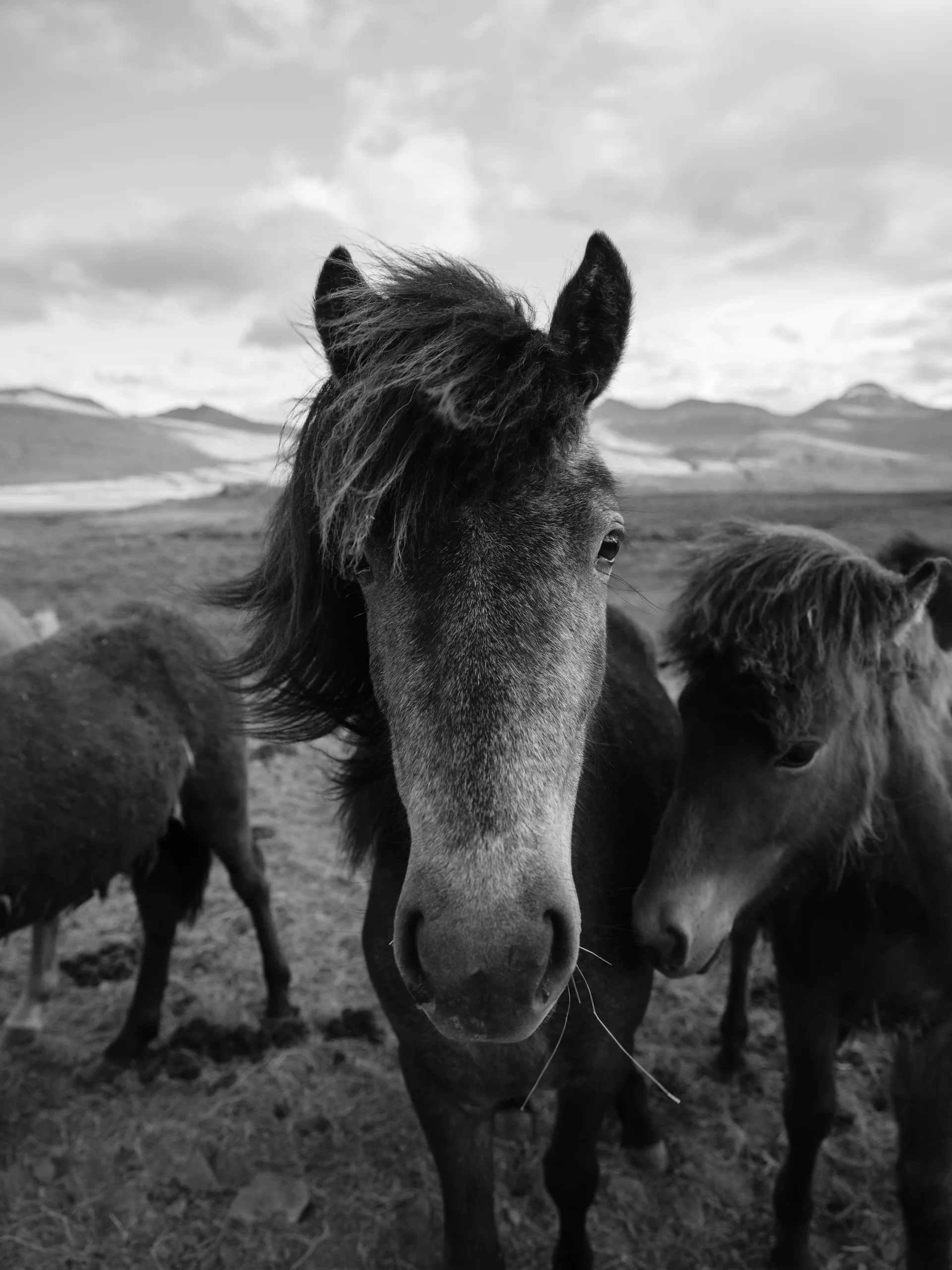 Horse at Iceland