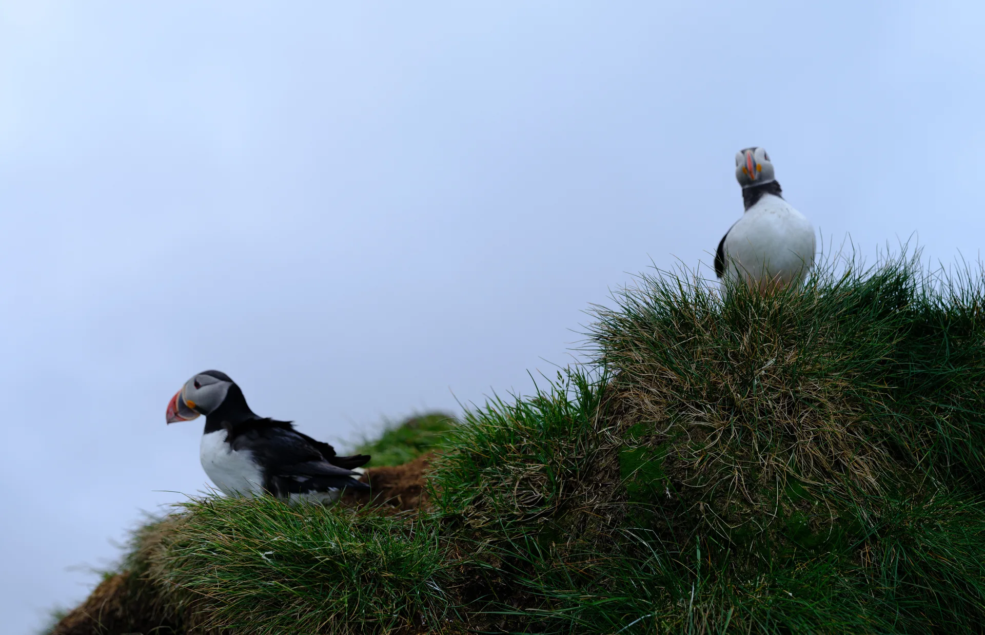 Atlantic Puffin at Iceland