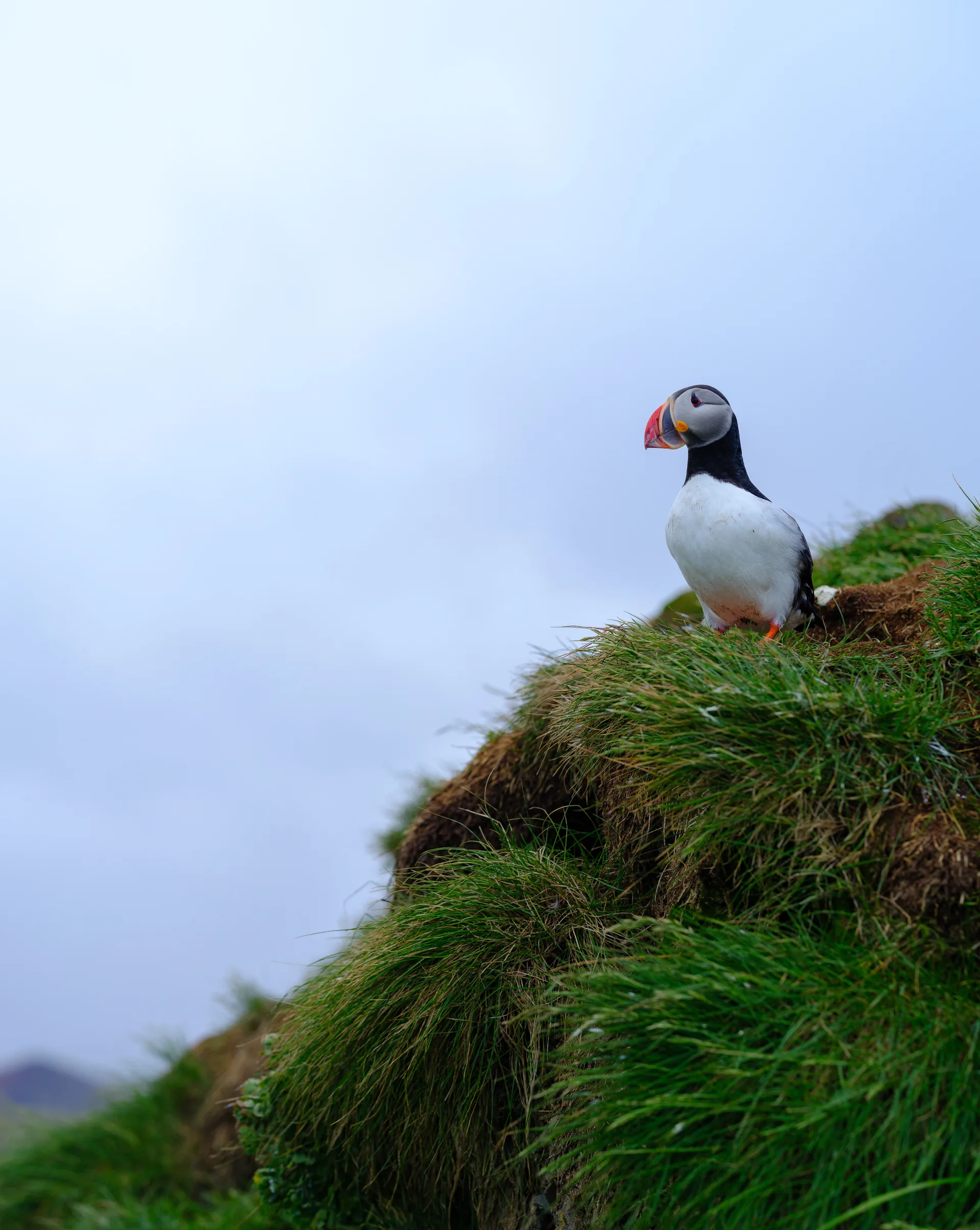 Atlantic Puffin at Iceland