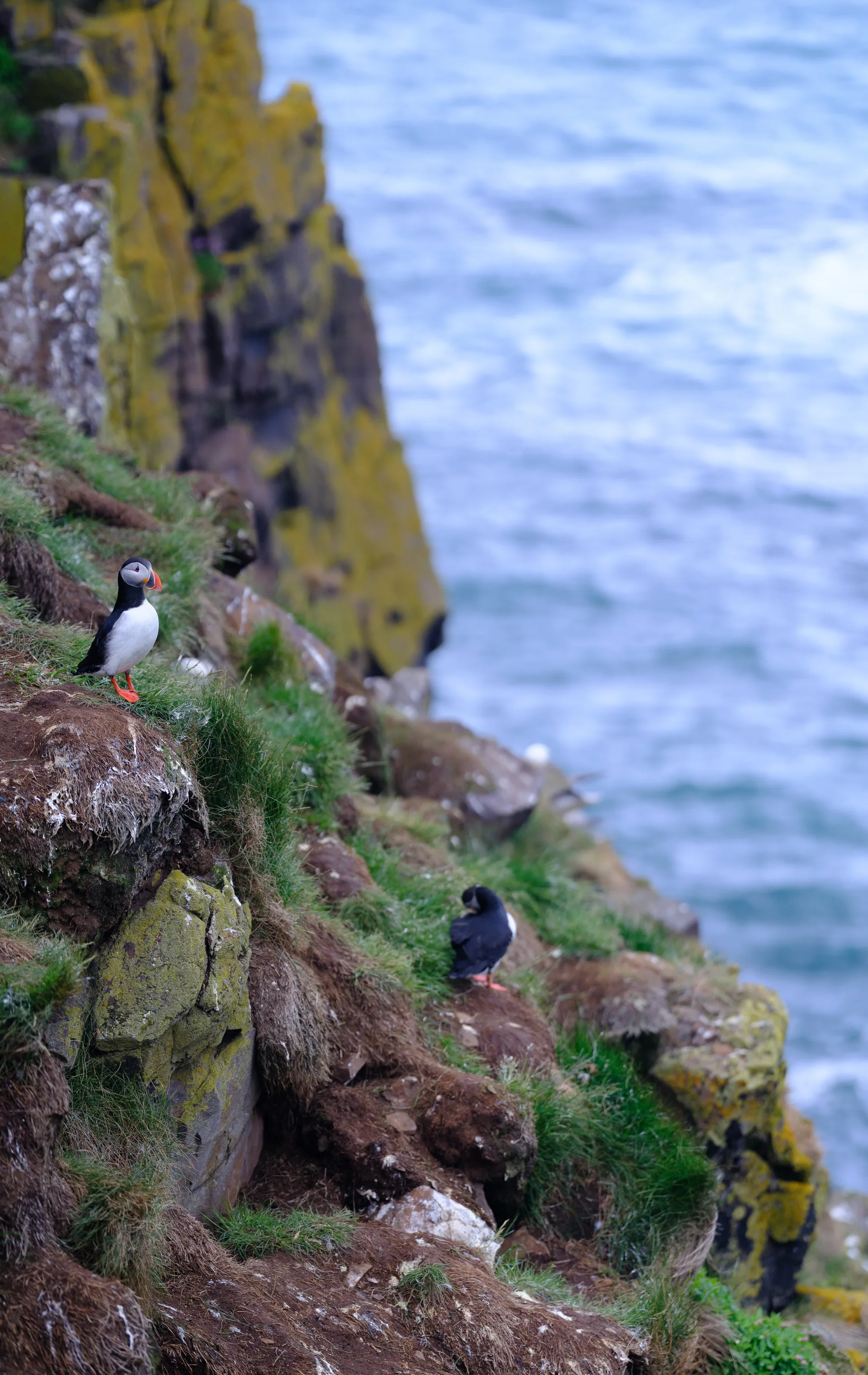 Atlantic Puffin at Iceland