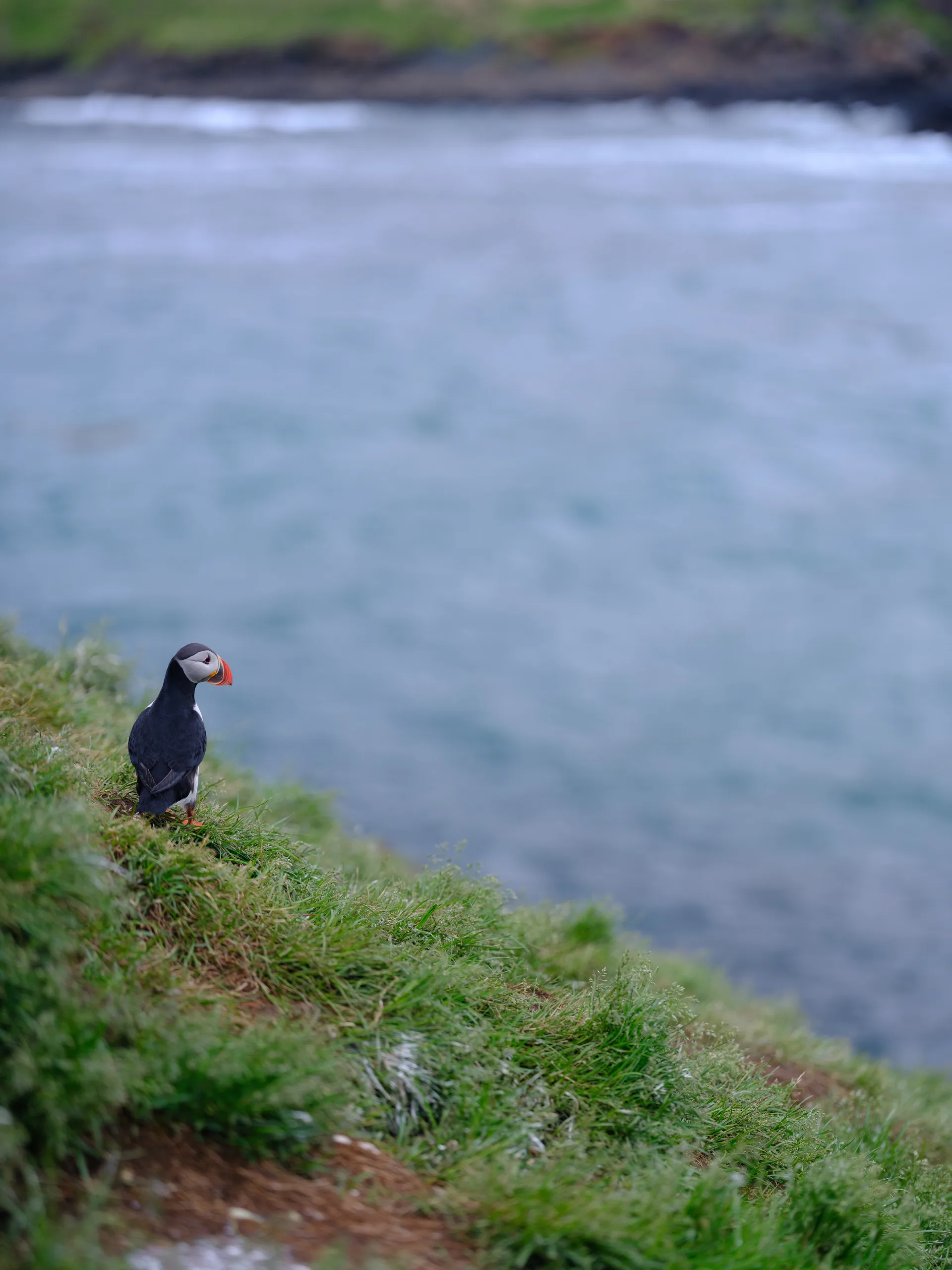 Atlantic Puffin at Iceland