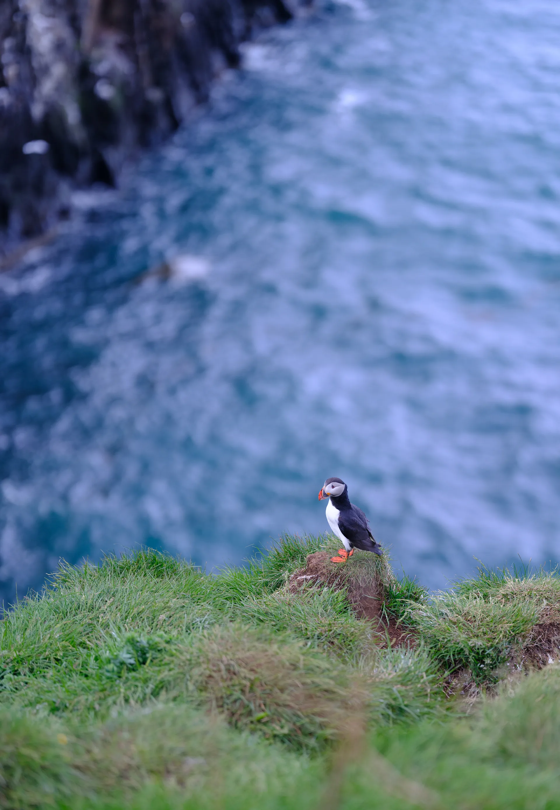 Atlantic Puffin at Iceland