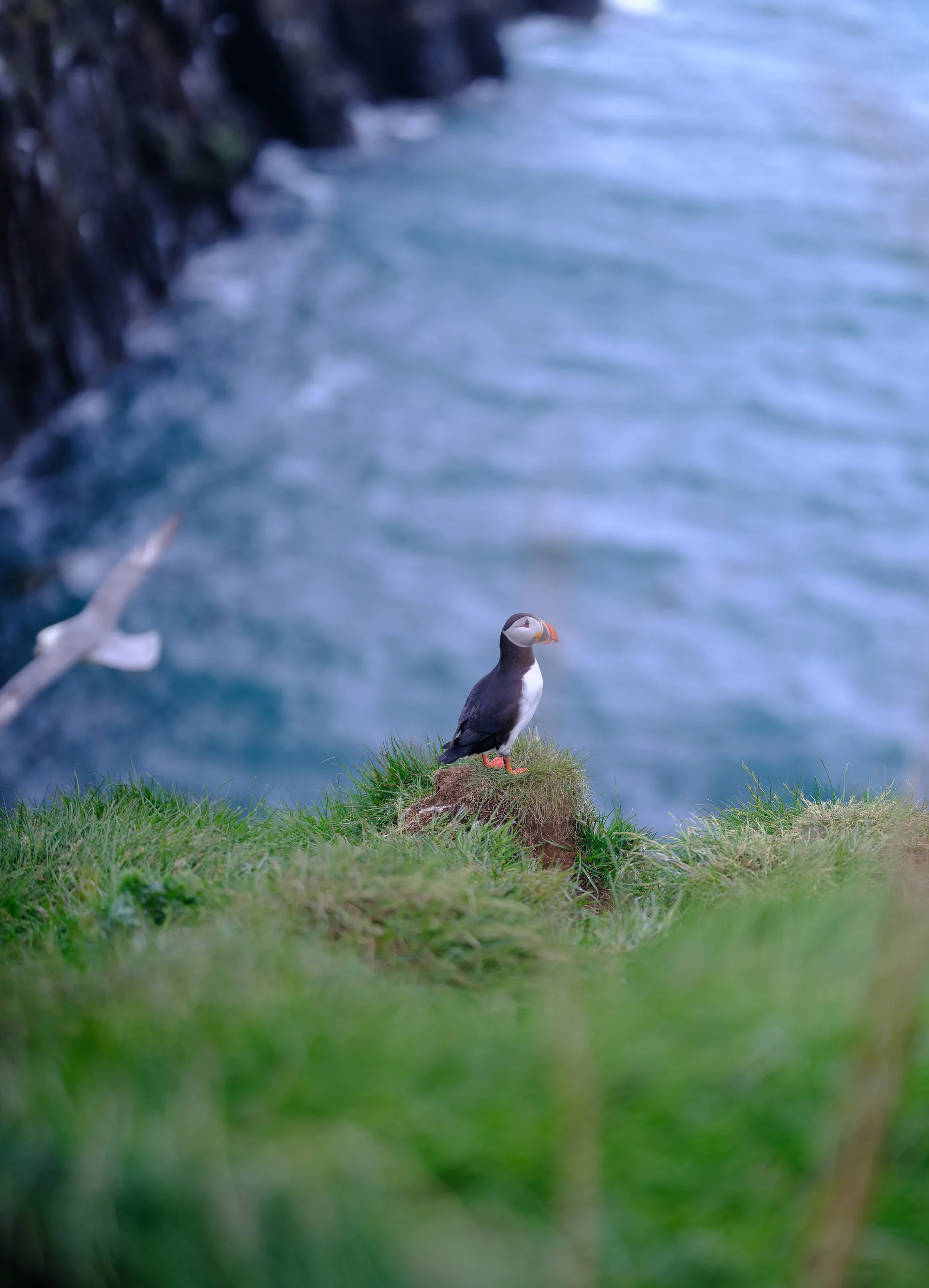 Atlantic Puffin at Iceland
