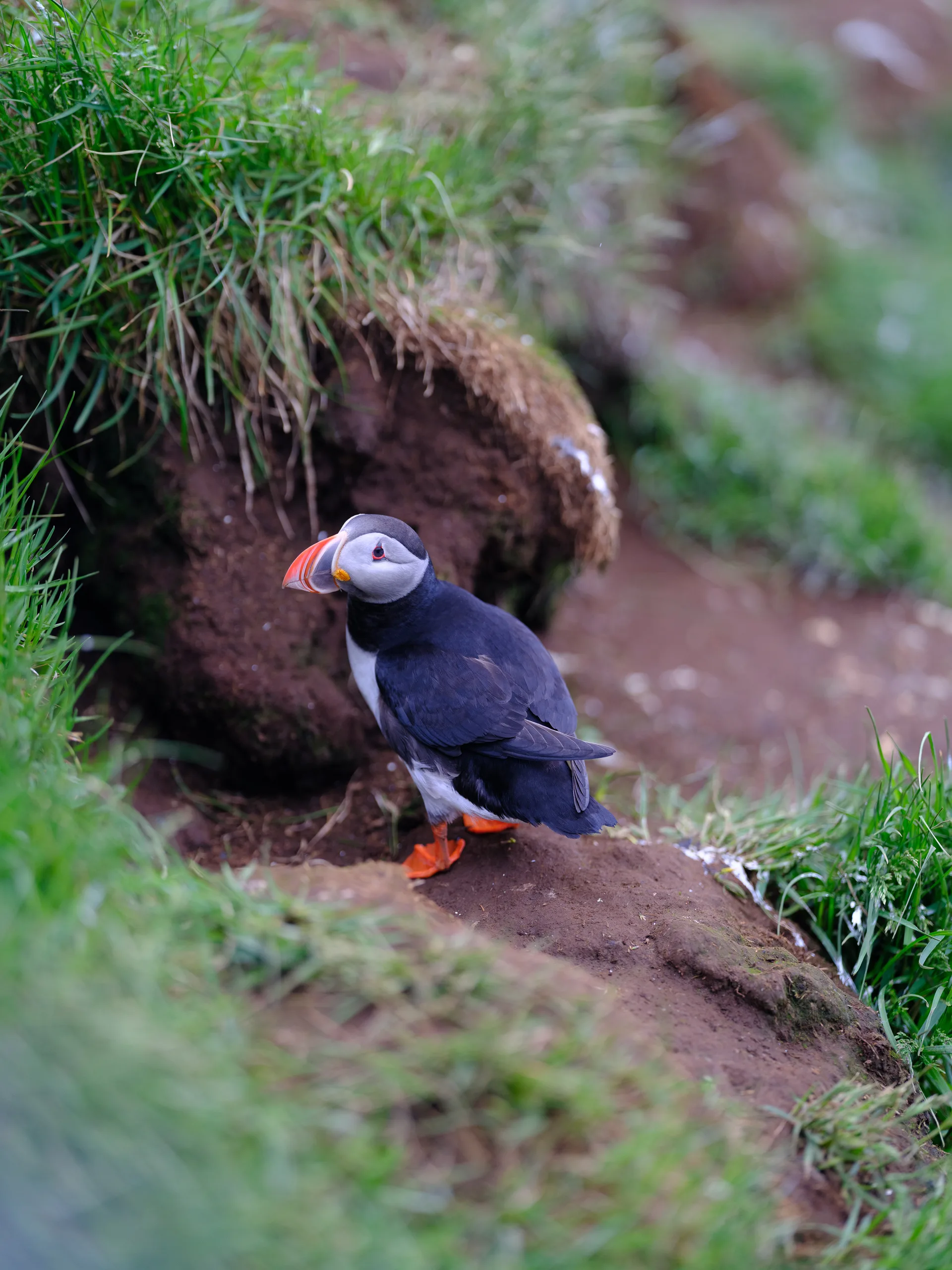 Atlantic Puffin at Iceland