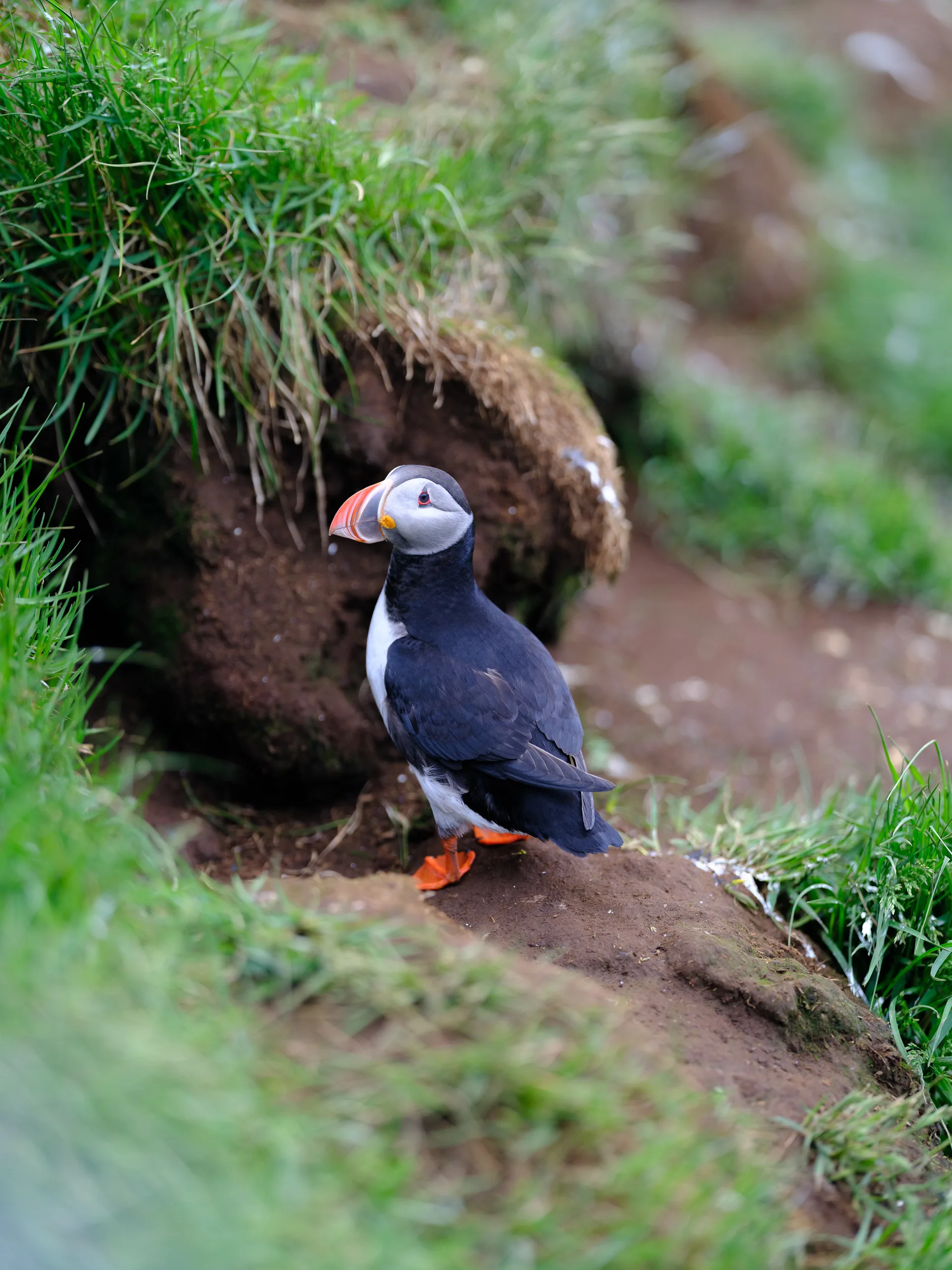 Atlantic Puffin at Iceland