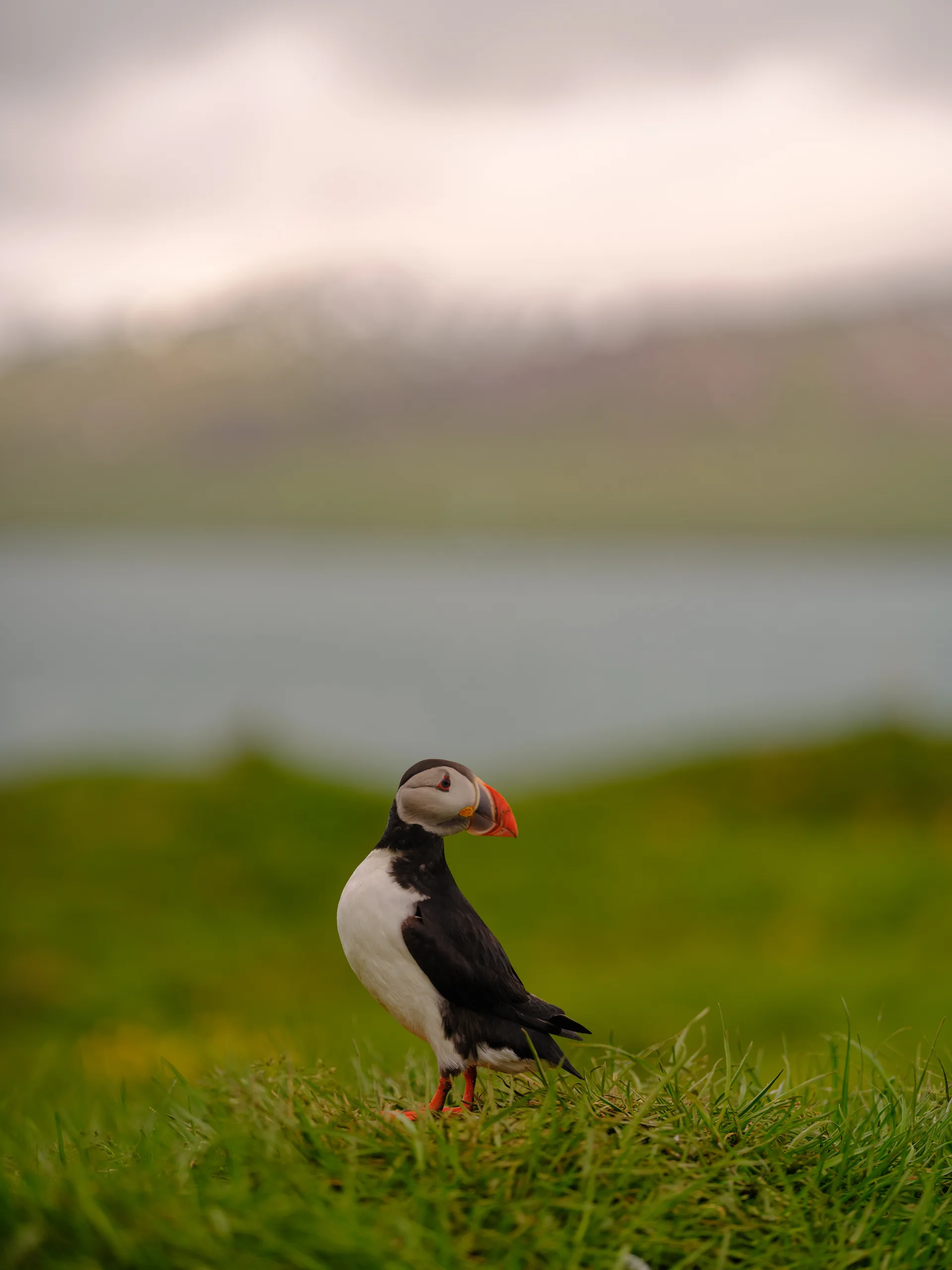 Atlantic Puffin at Iceland