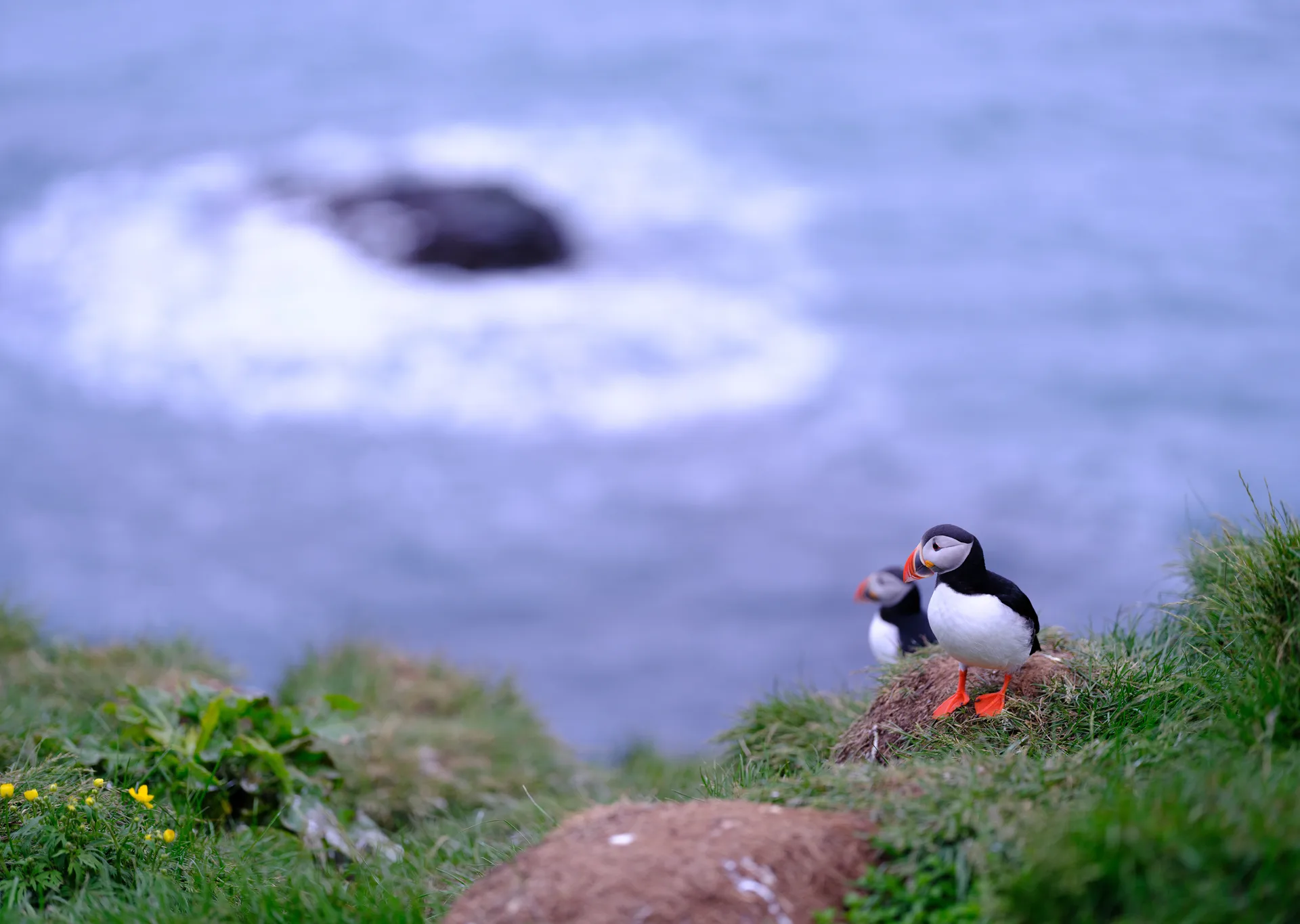 Atlantic Puffin at Iceland