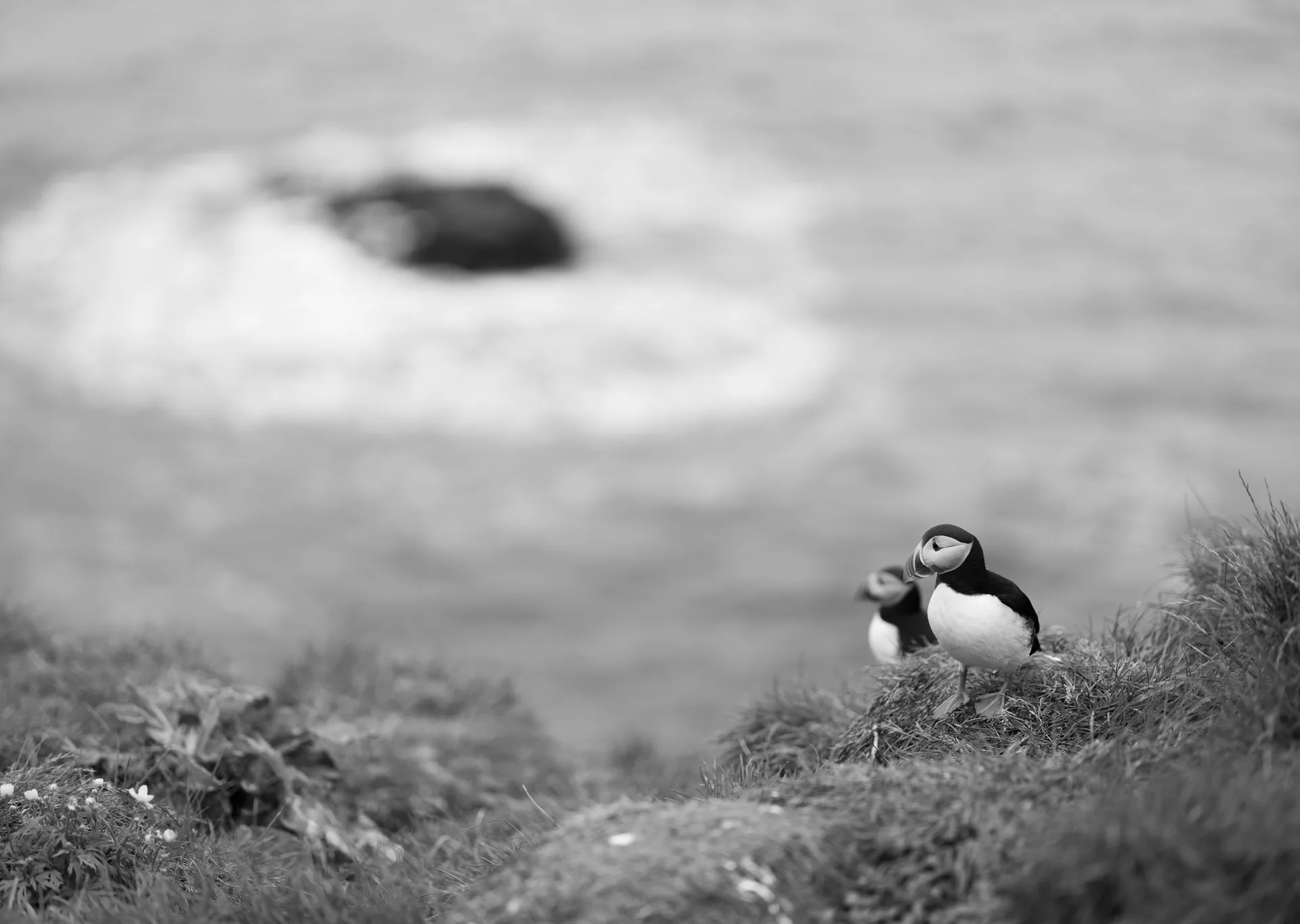 Atlantic Puffin at Iceland