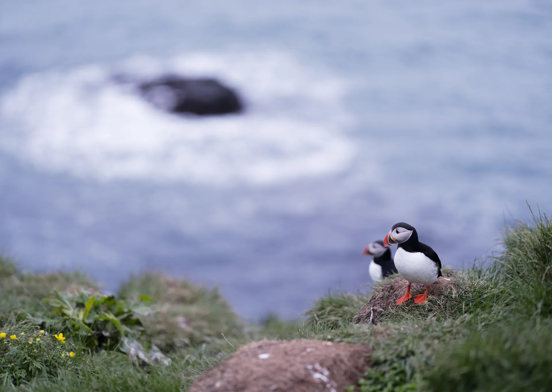 Atlantic Puffin at Iceland