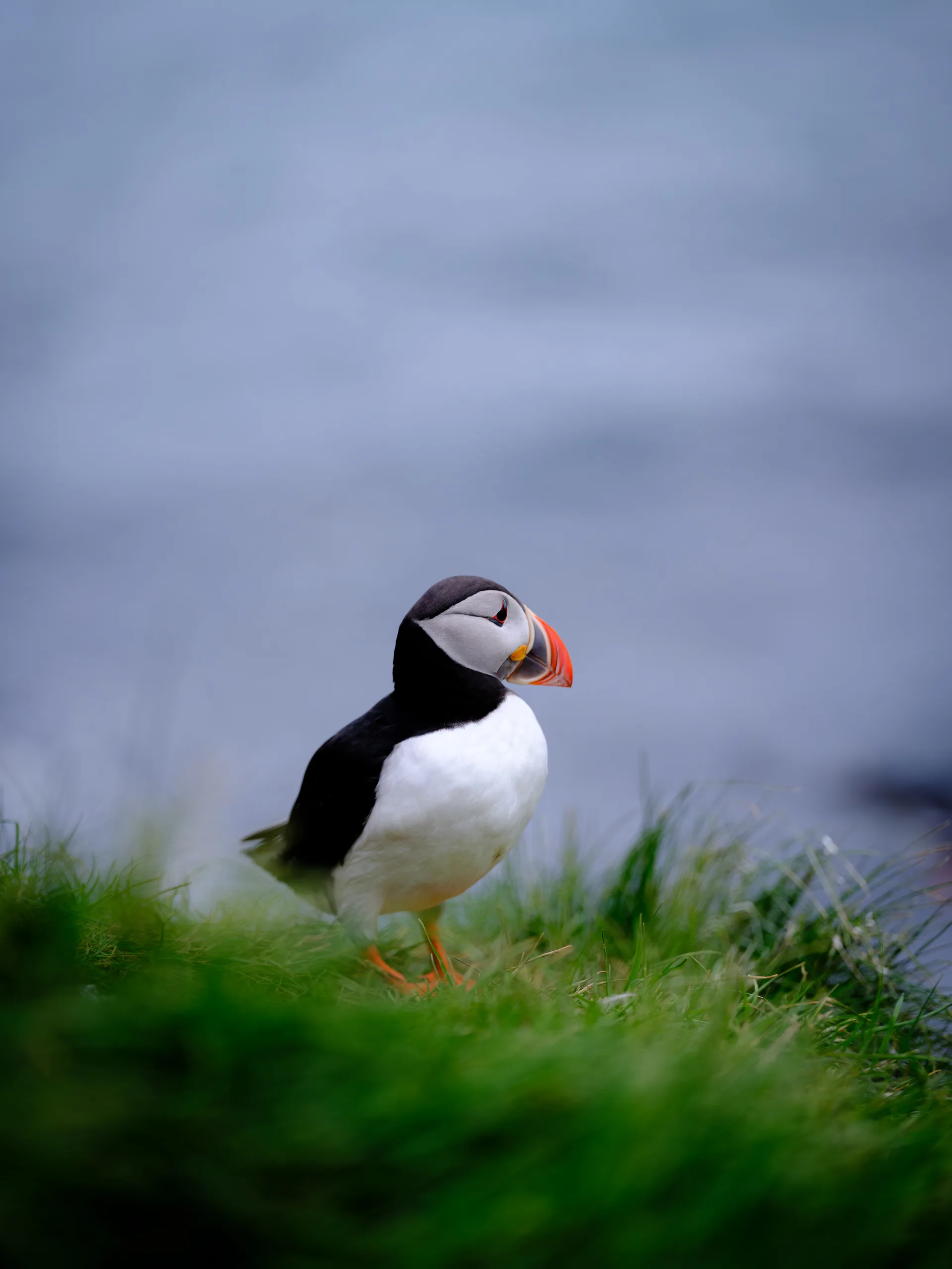 Atlantic Puffin at Iceland