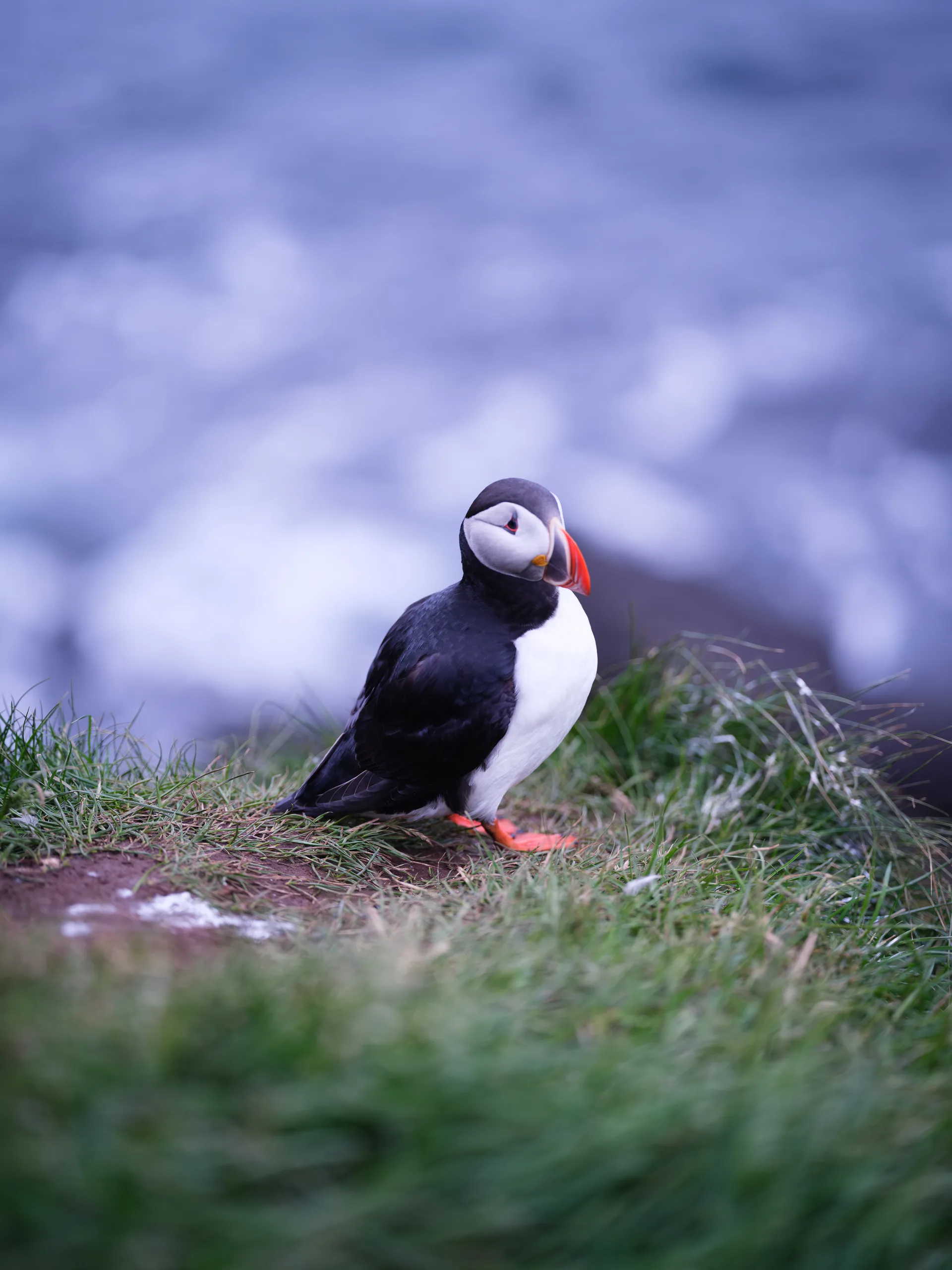 Atlantic Puffin at Iceland