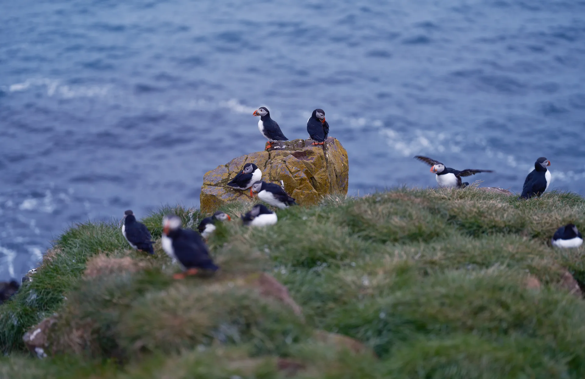 Atlantic Puffin at Iceland