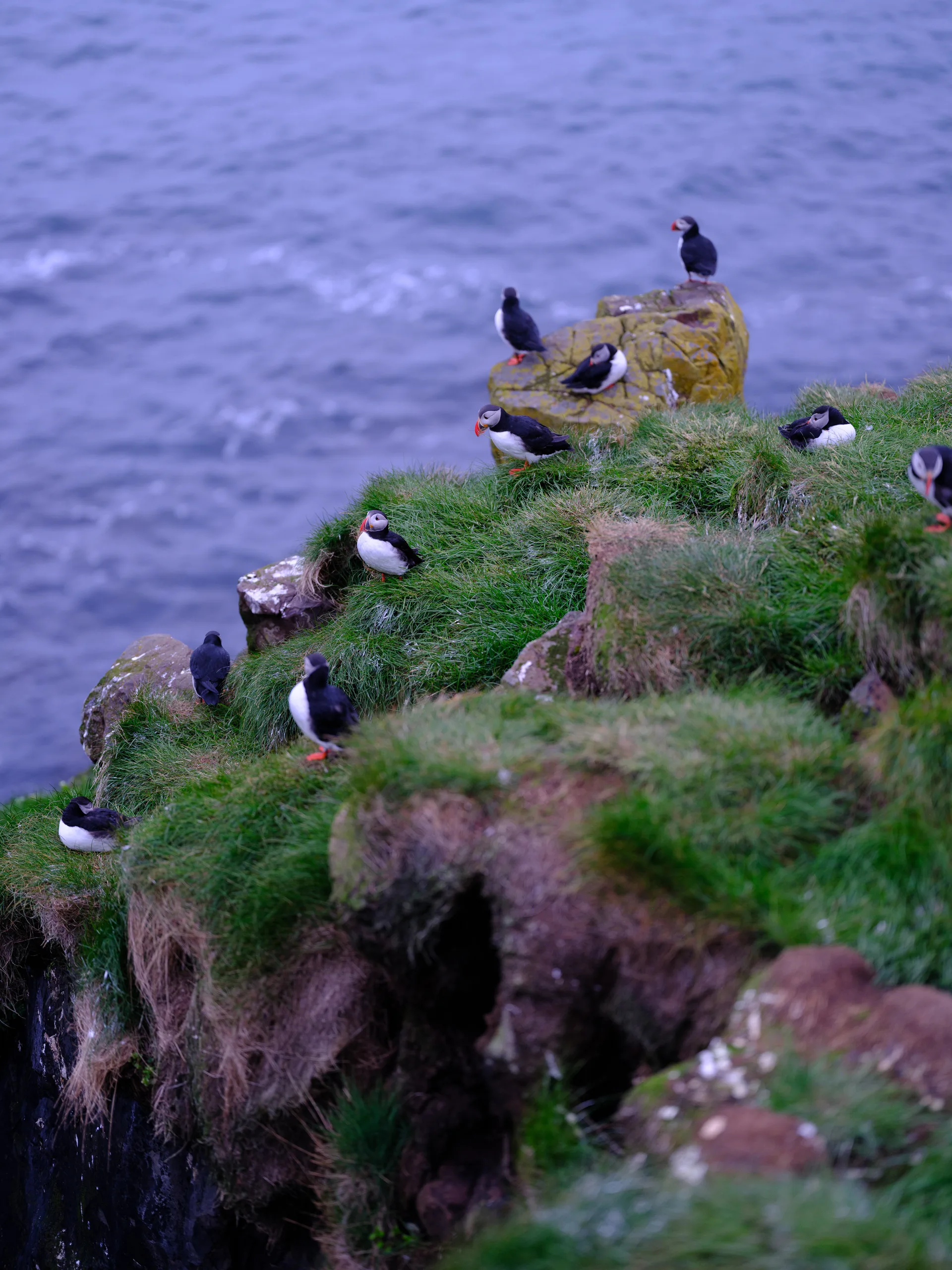 Atlantic Puffin at Iceland