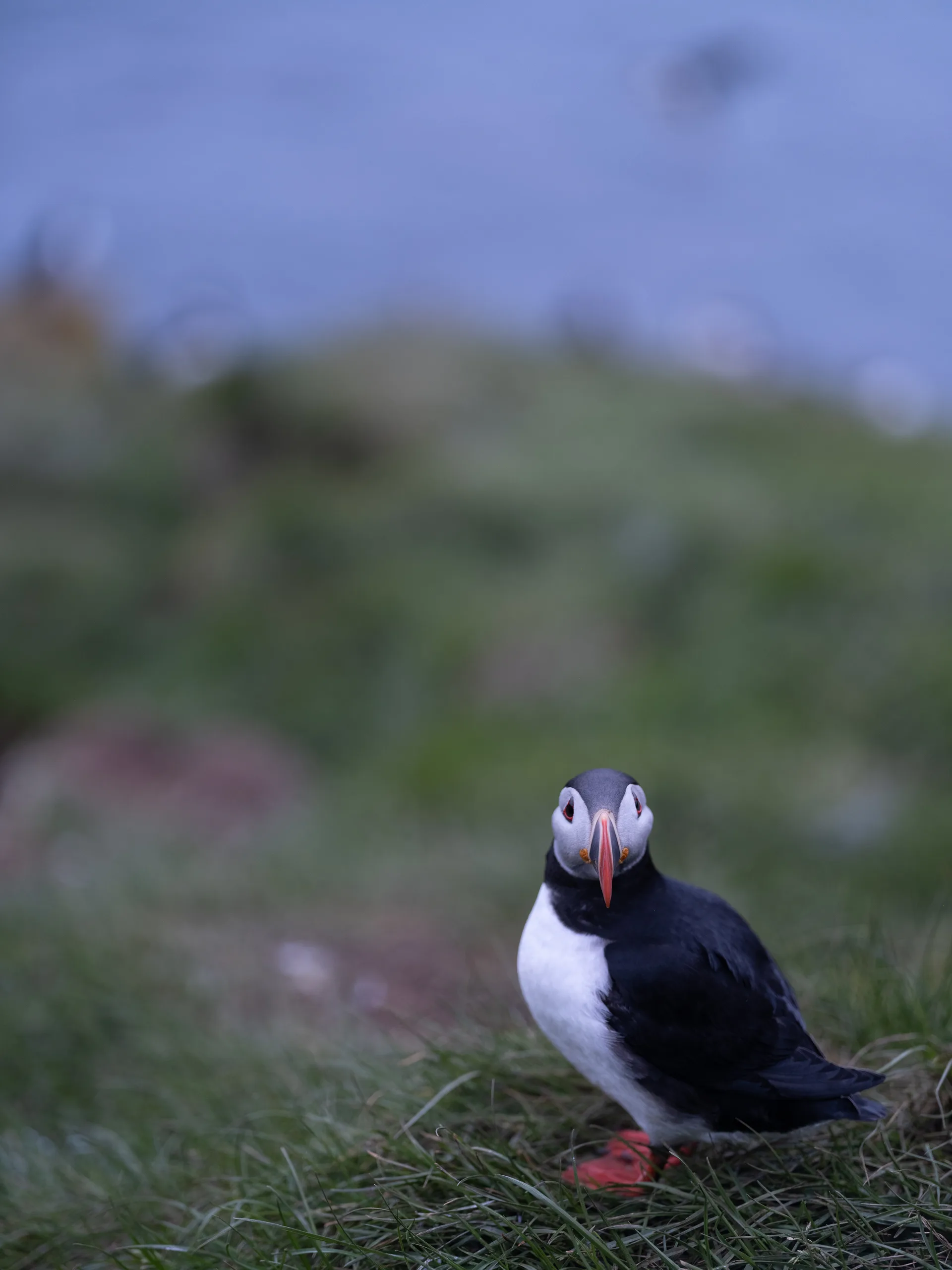 Atlantic Puffin at Iceland