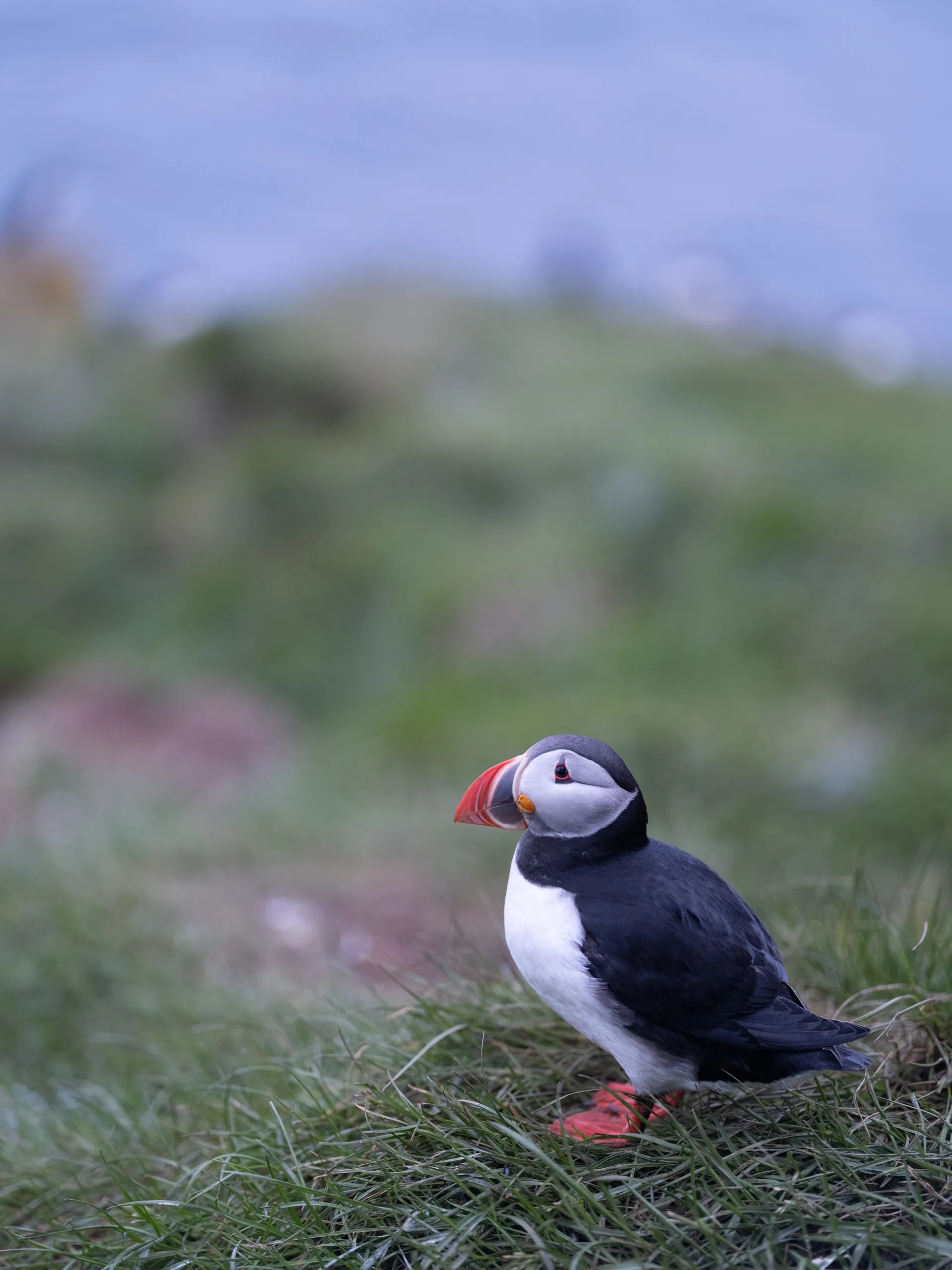 Atlantic Puffin at Iceland