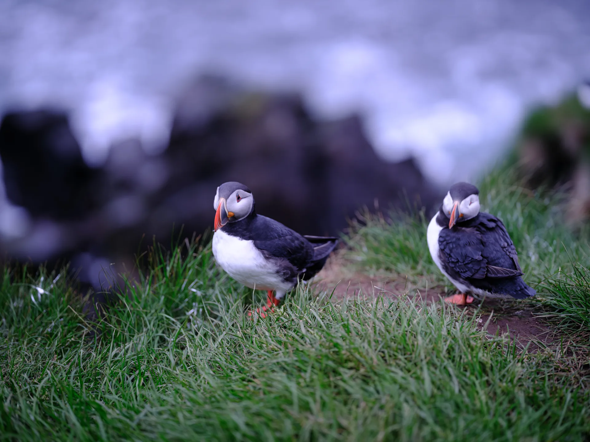 Atlantic Puffin at Iceland