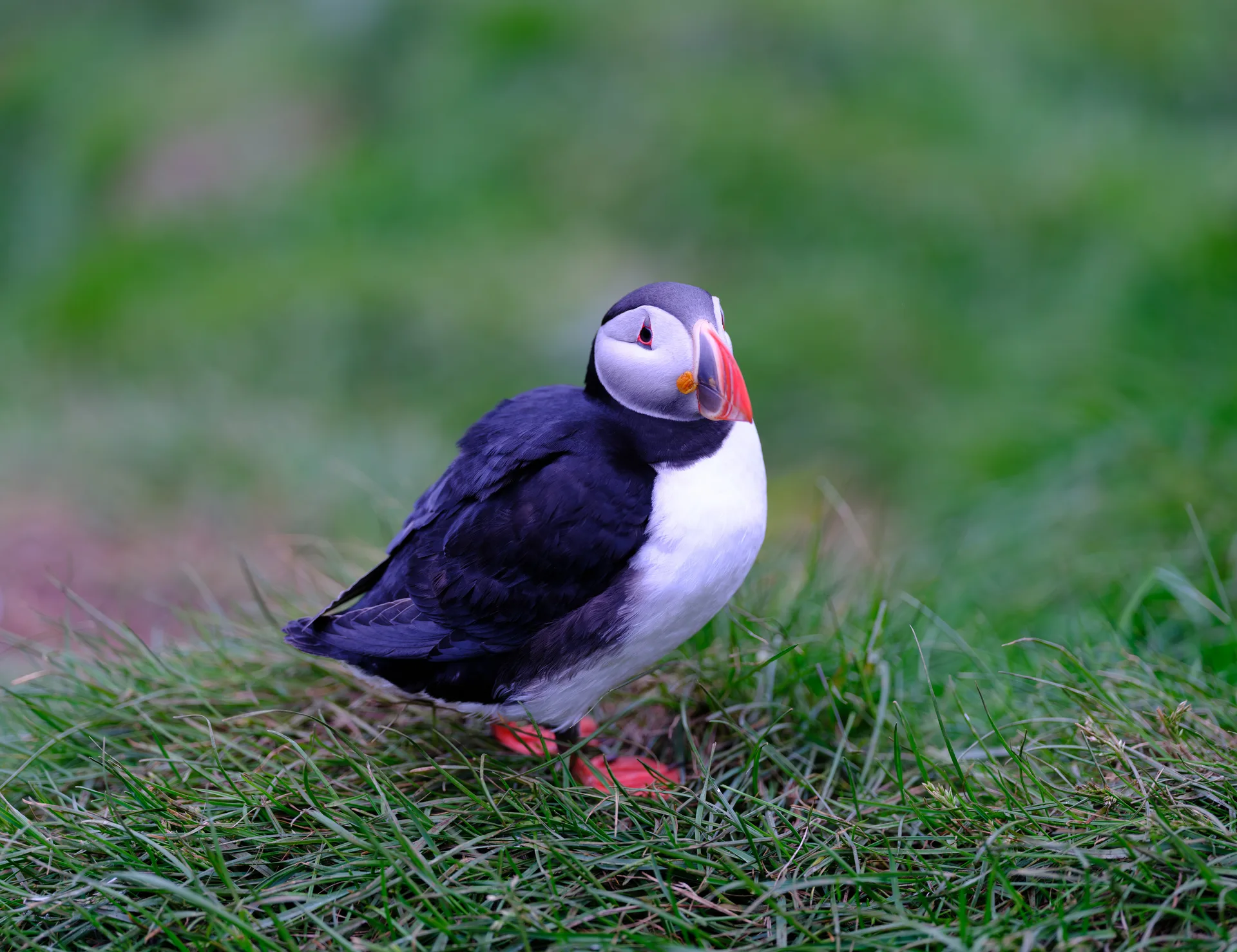 Atlantic Puffin at Iceland
