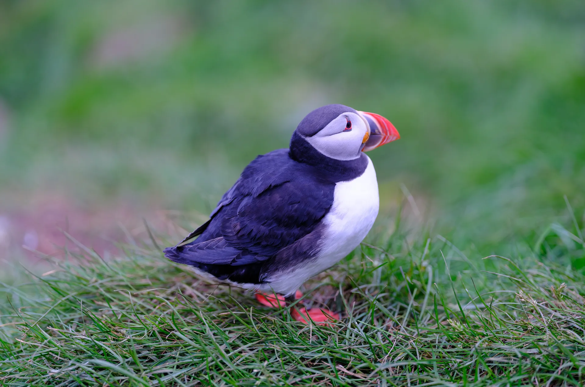 Atlantic Puffin at Iceland