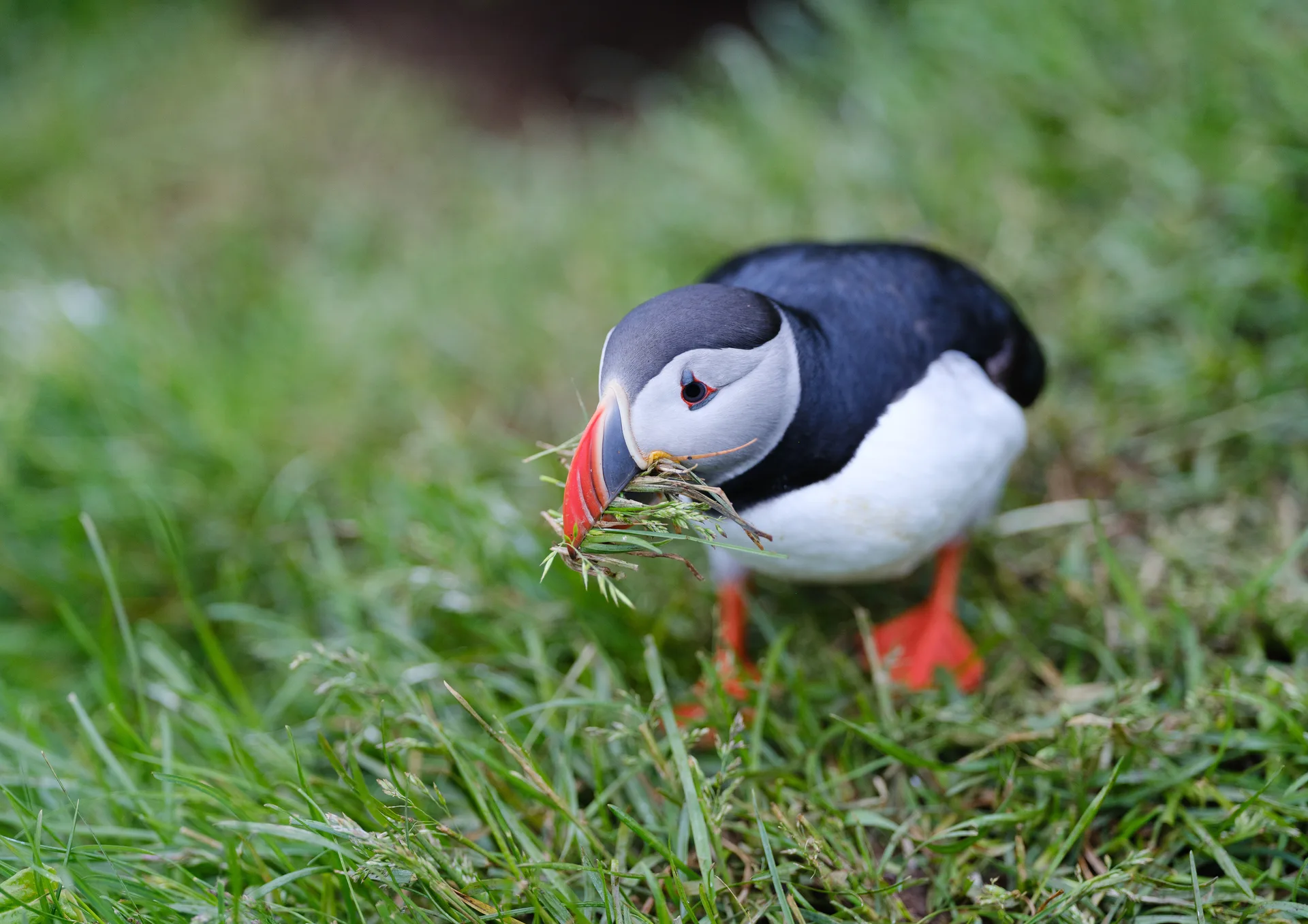 Atlantic Puffin at Iceland
