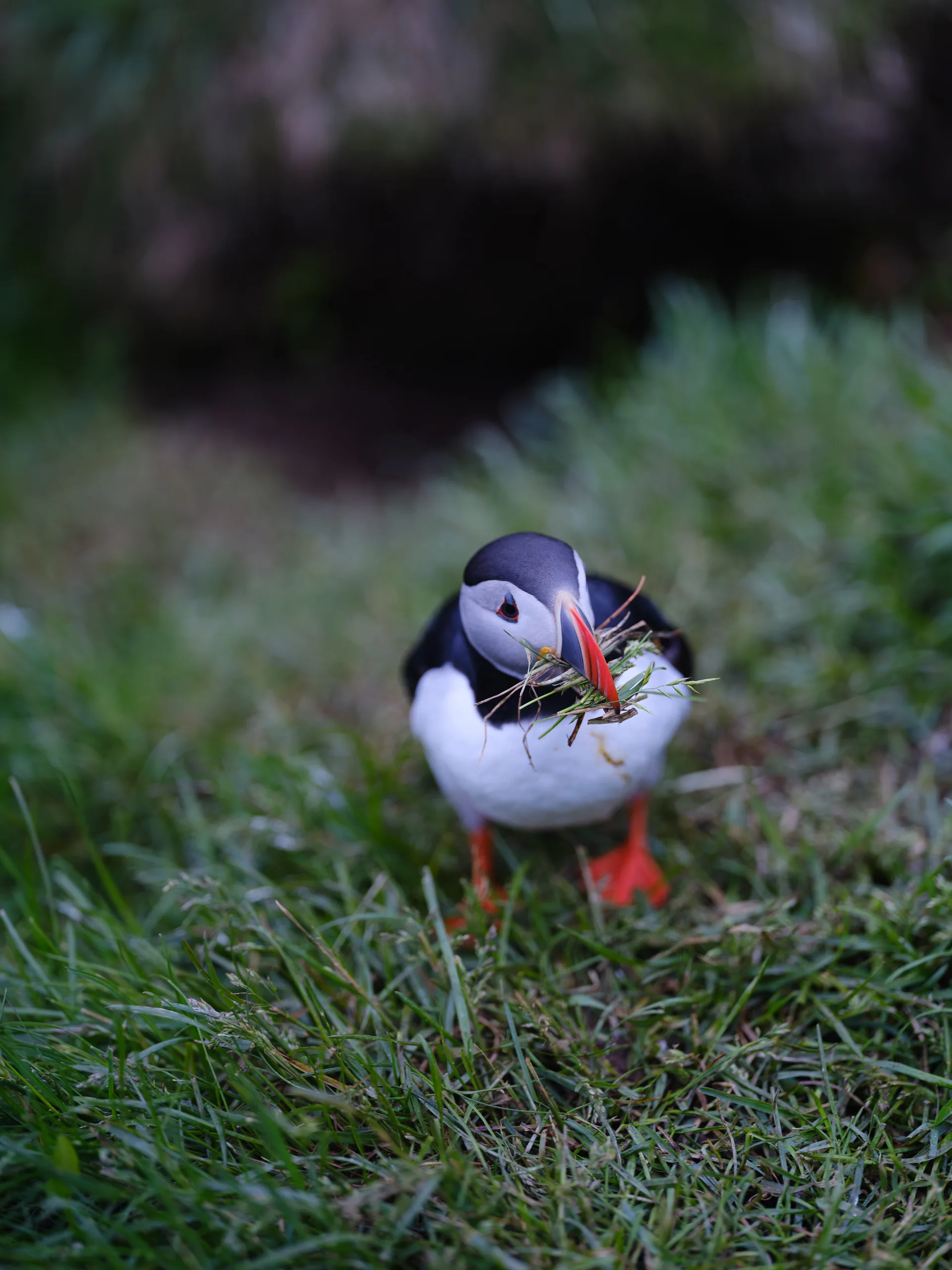 Atlantic Puffin at Iceland