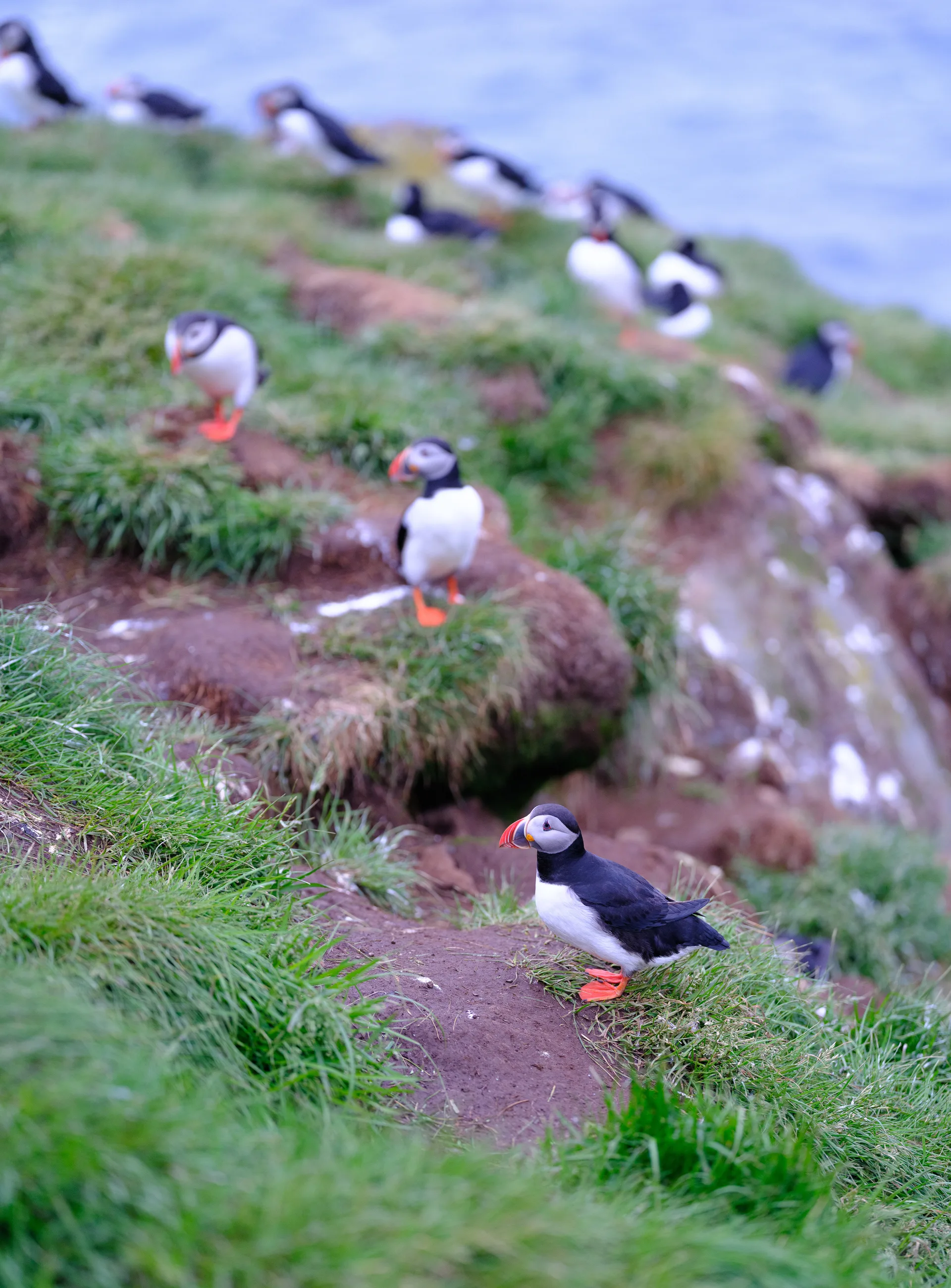 Atlantic Puffin at Iceland