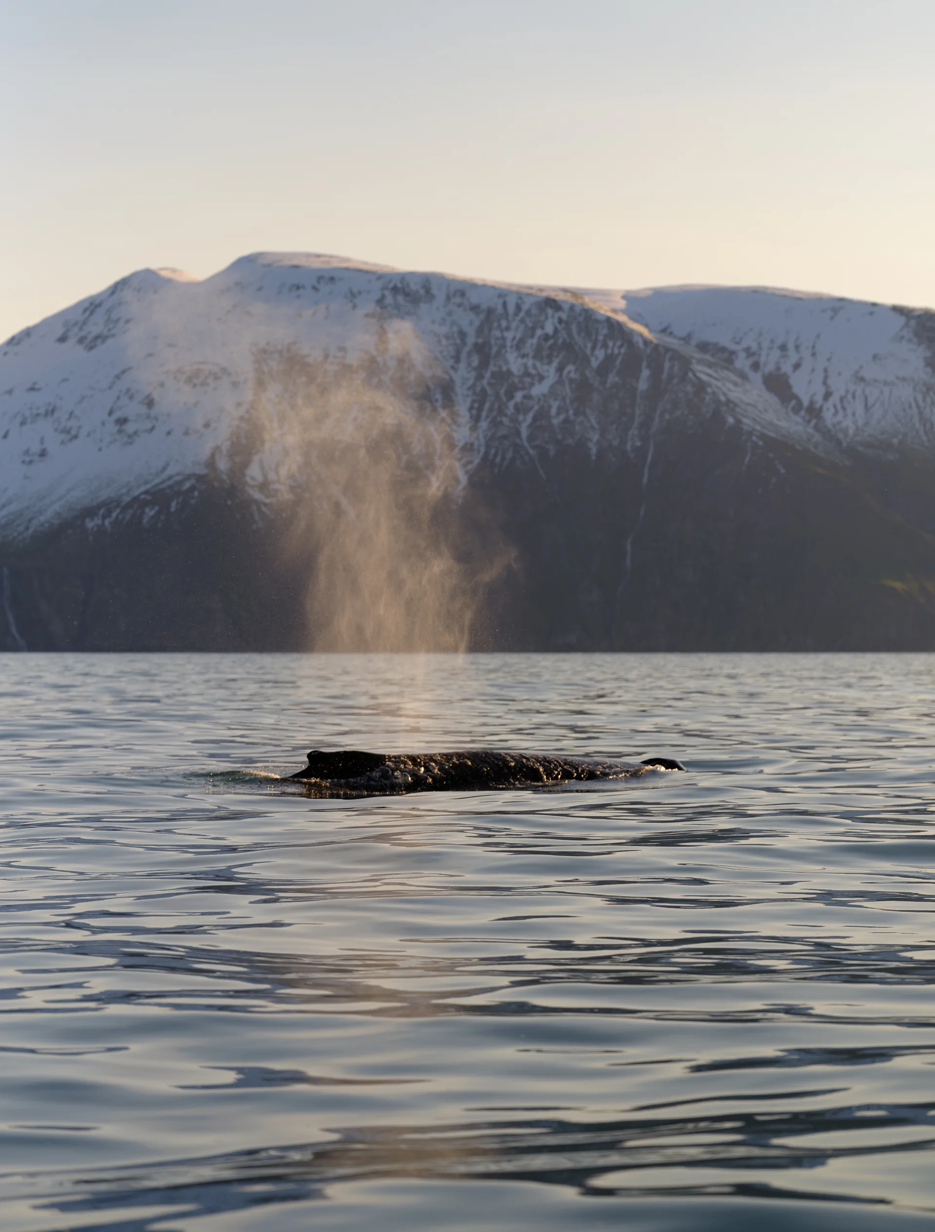 Humpback Whale at Iceland