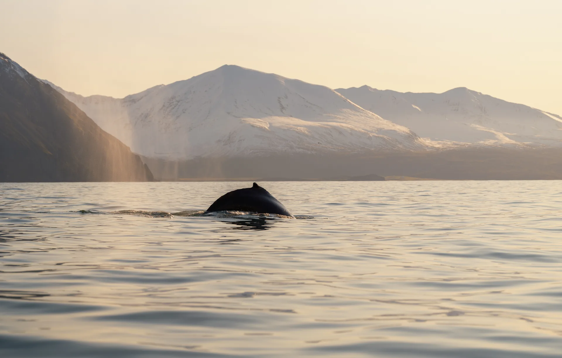 Humpback Whale at Iceland