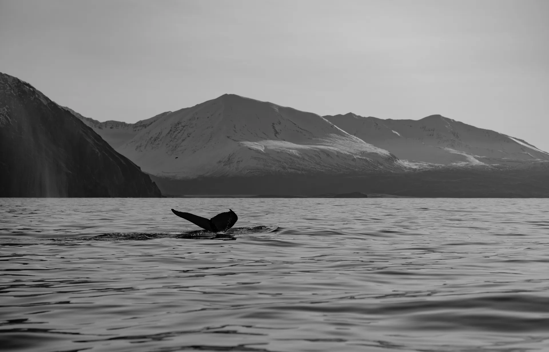 Humpback Whale at Iceland