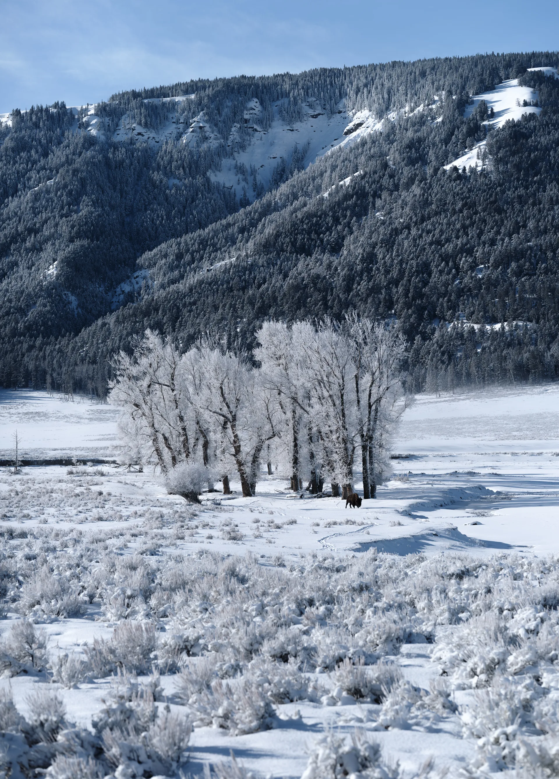 American Bison at Lamar Valley