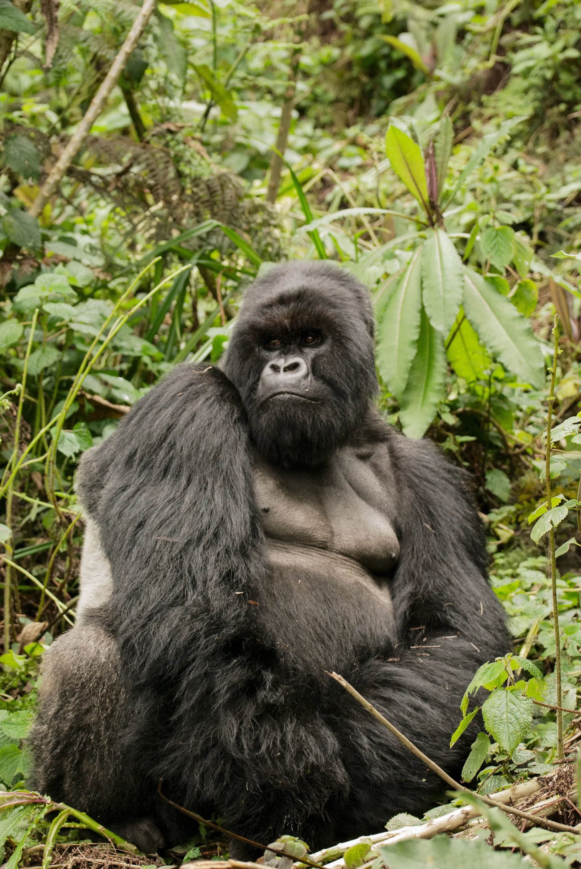Photograph