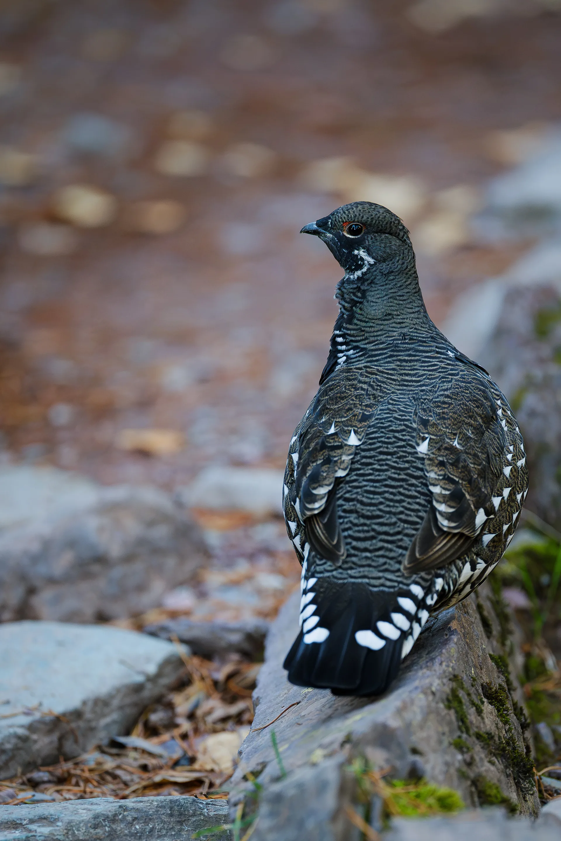 Spruce Grouse at Many Glacier
