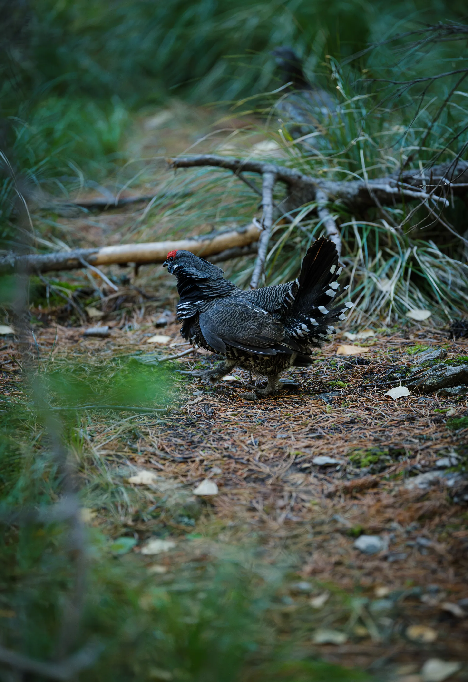 Spruce Grouse at Many Glacier