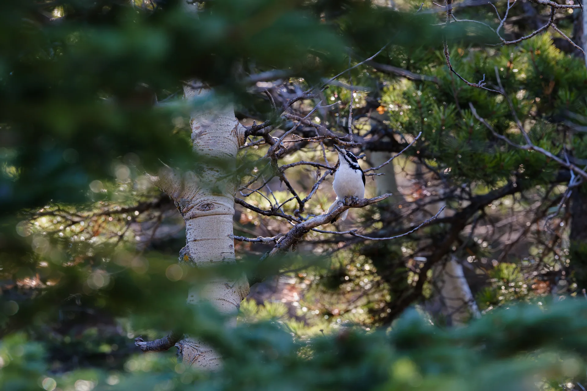 Hairy Woodpecker at Many Glacier