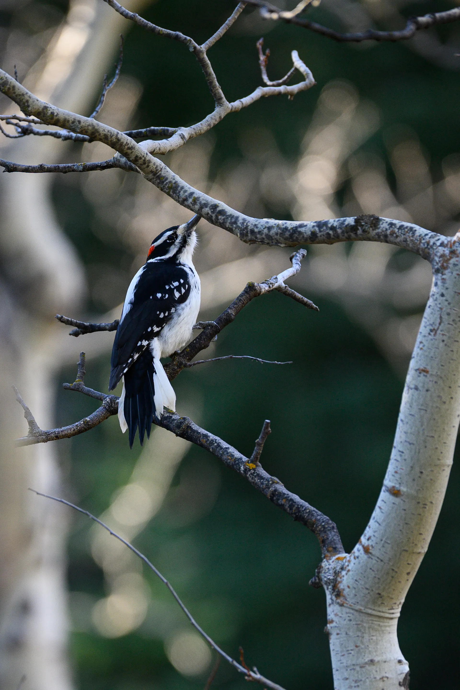 Hairy Woodpecker at Many Glacier
