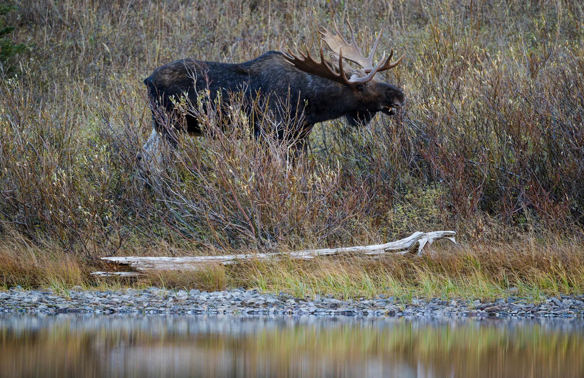 Moose at Many Glacier
