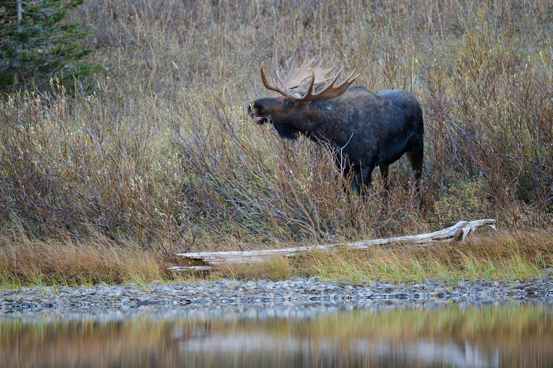 Moose at Many Glacier