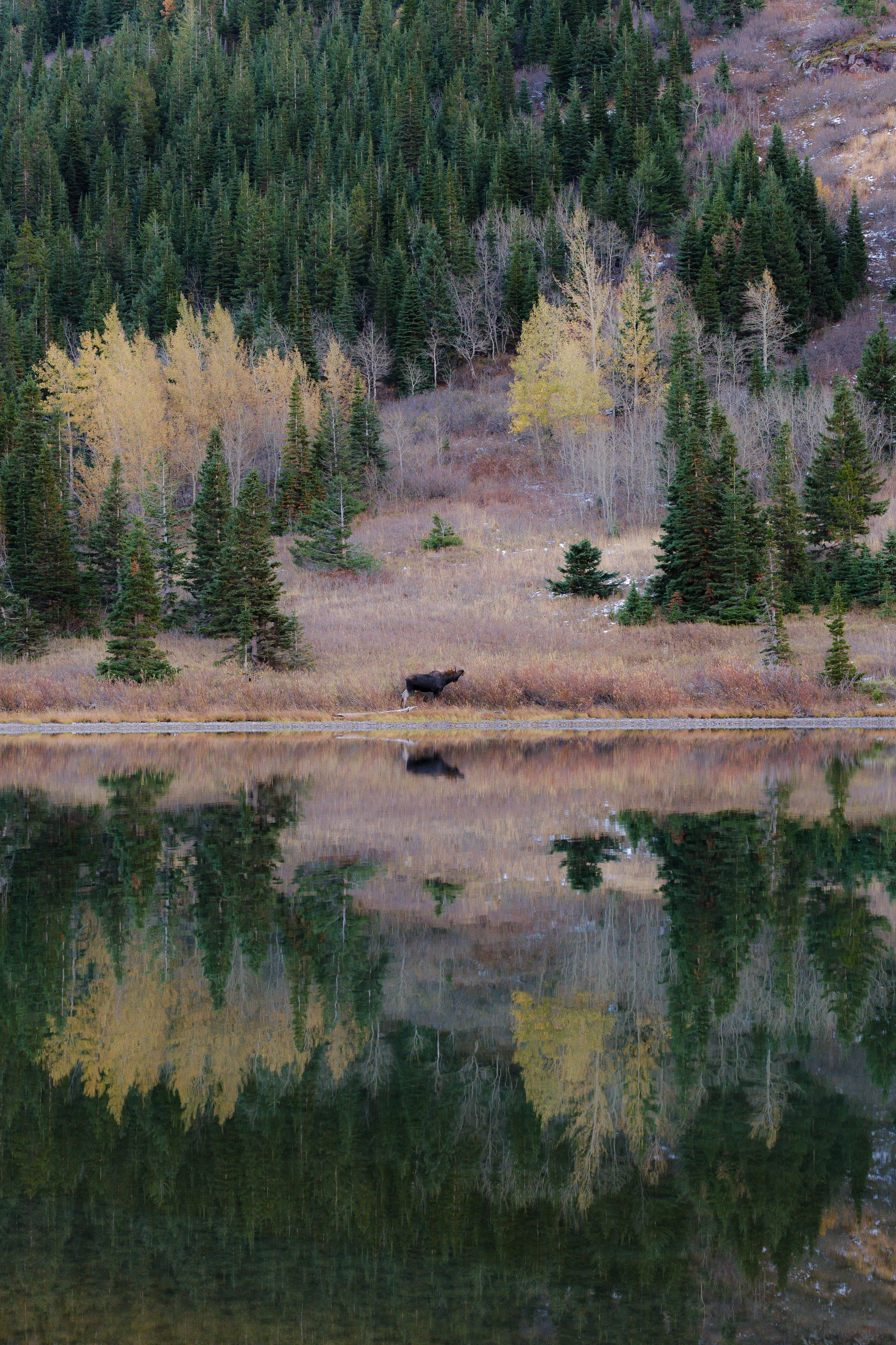 Moose at Many Glacier