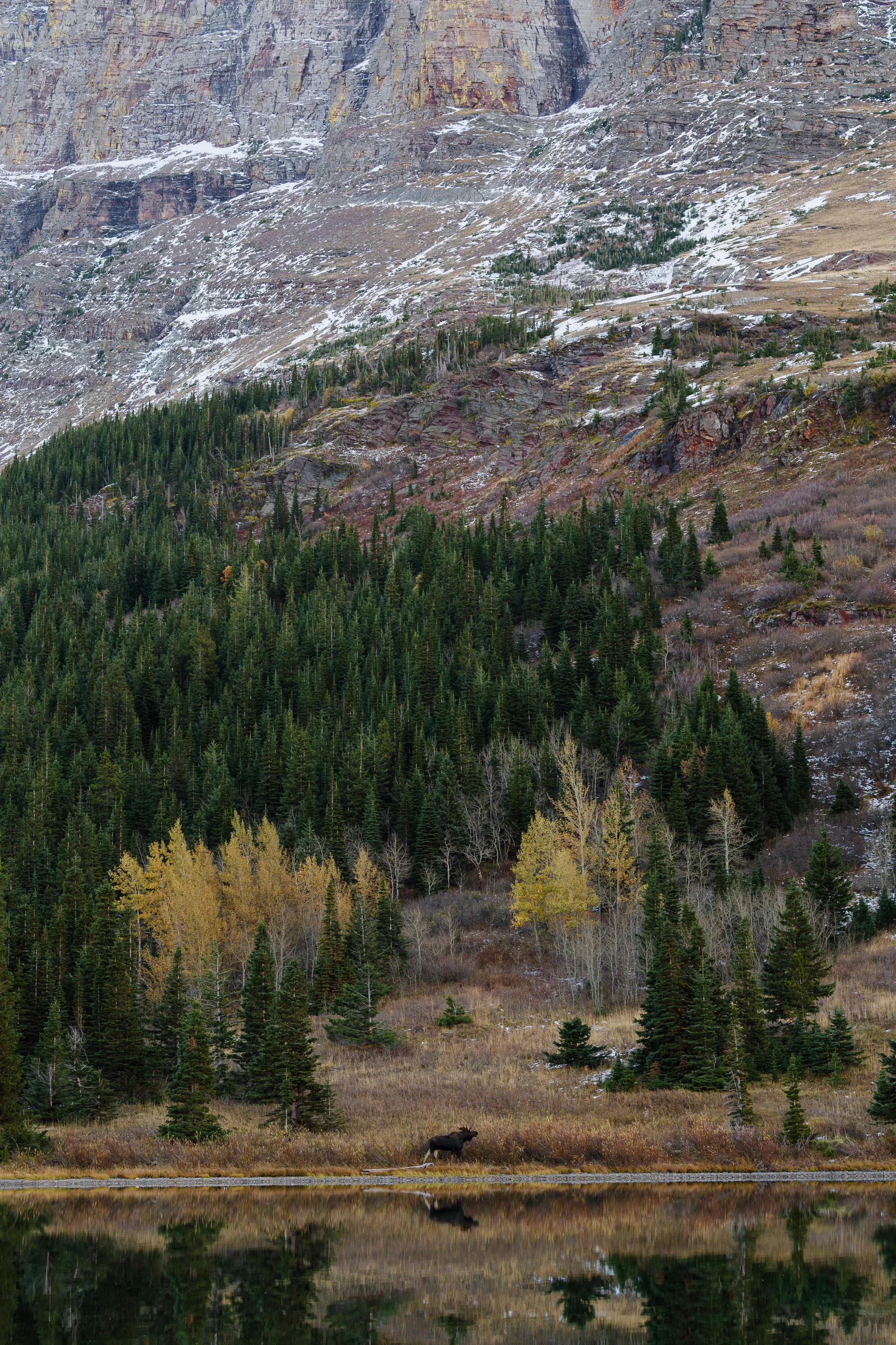 Moose at Many Glacier