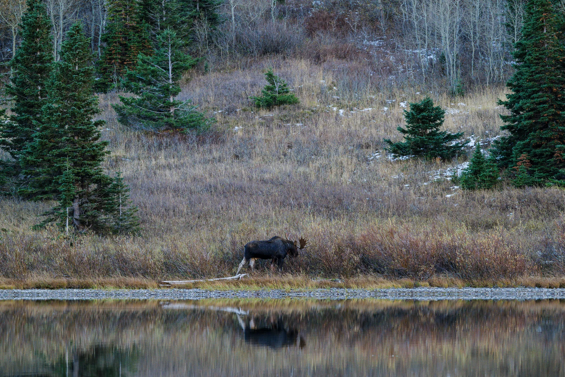 Moose at Many Glacier
