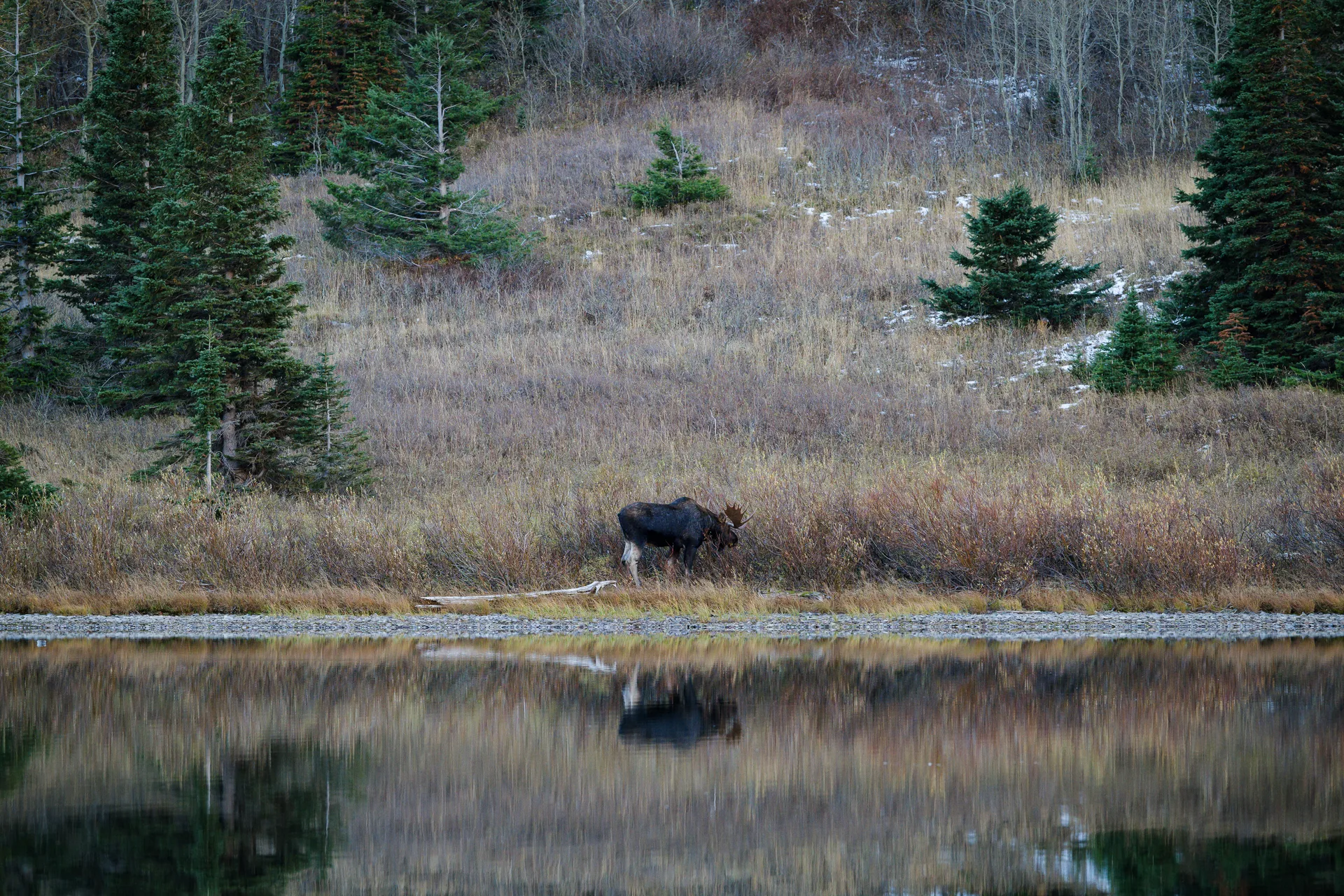 Moose at Many Glacier