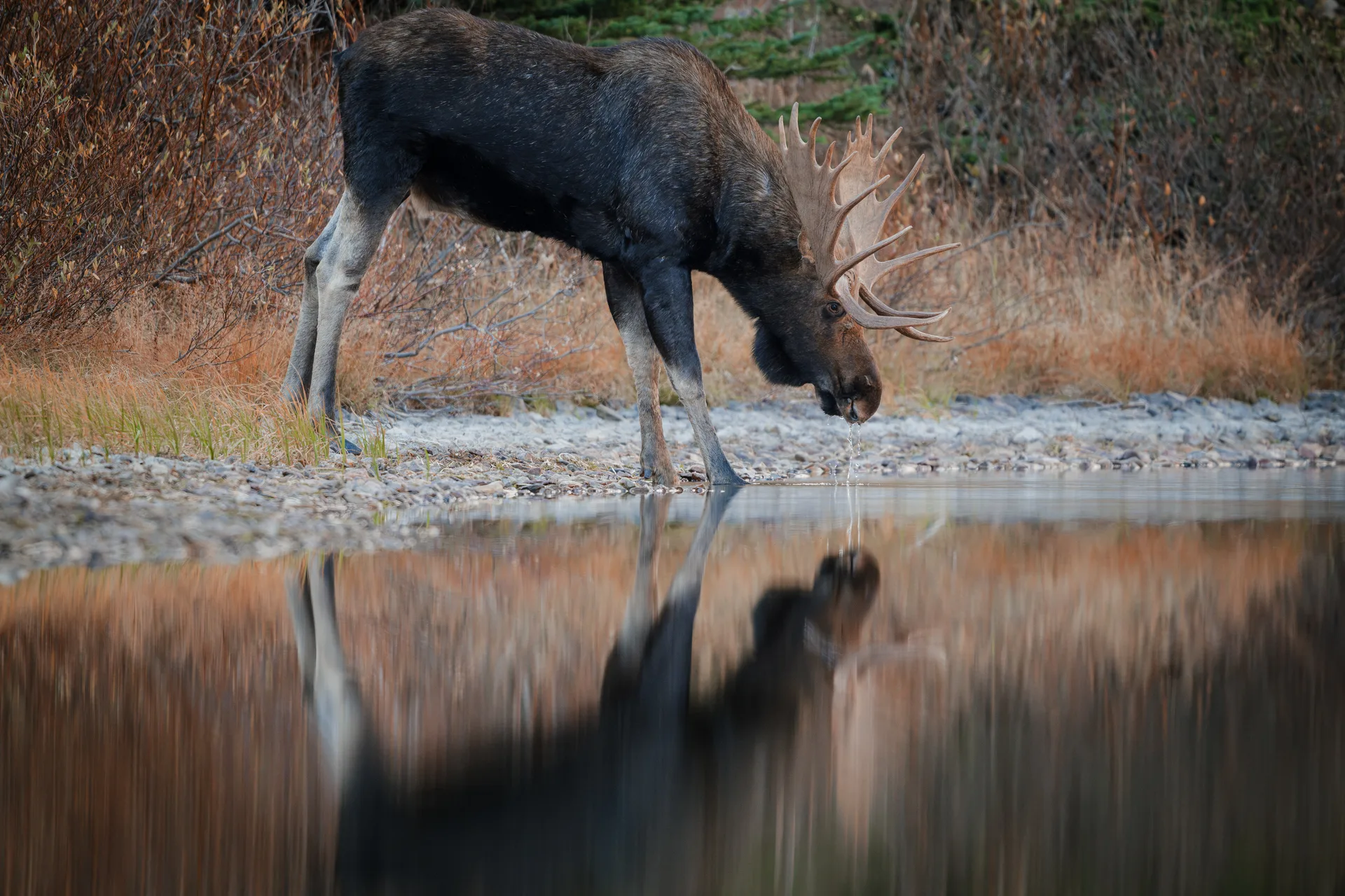 Moose at Many Glacier