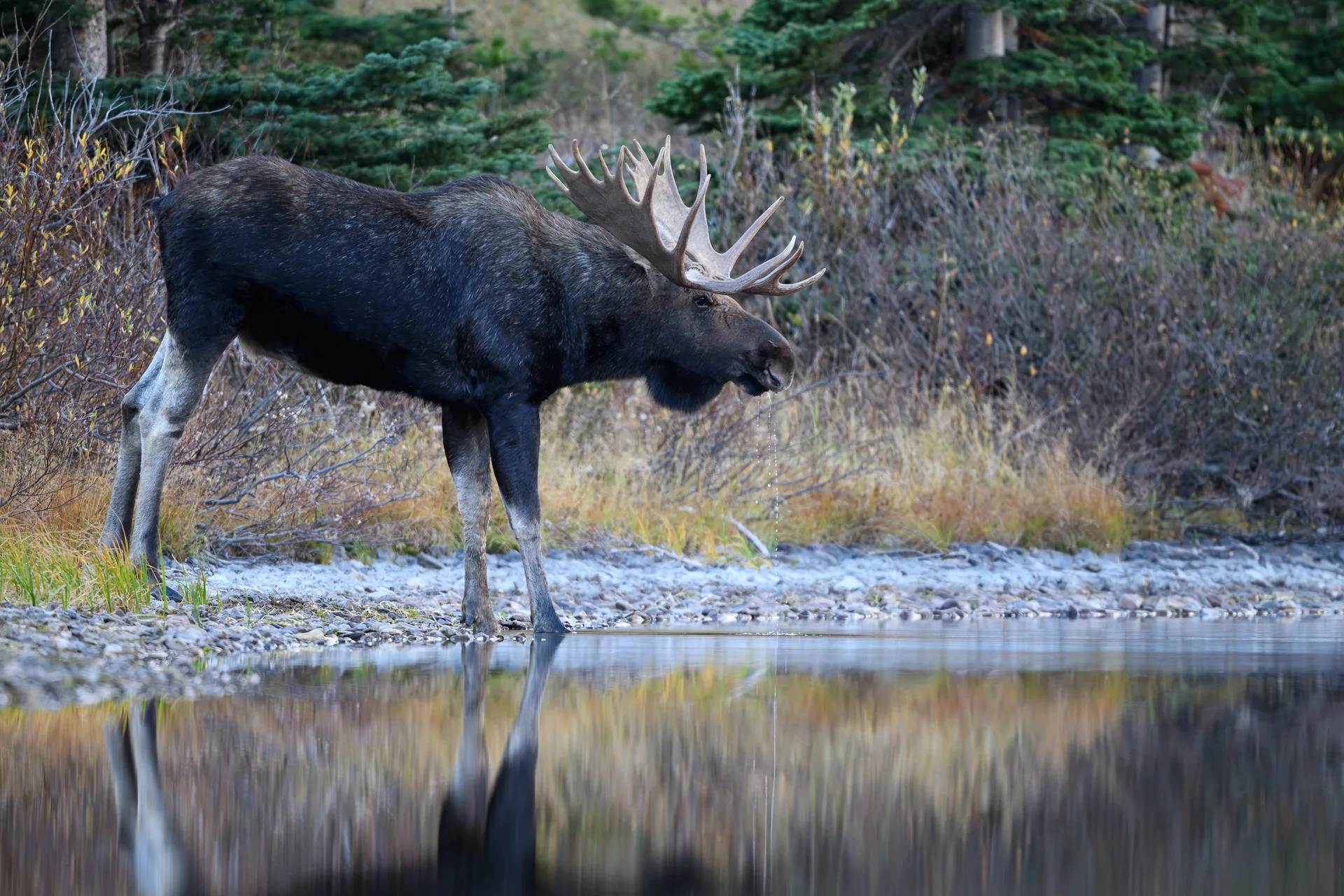 Moose at Many Glacier