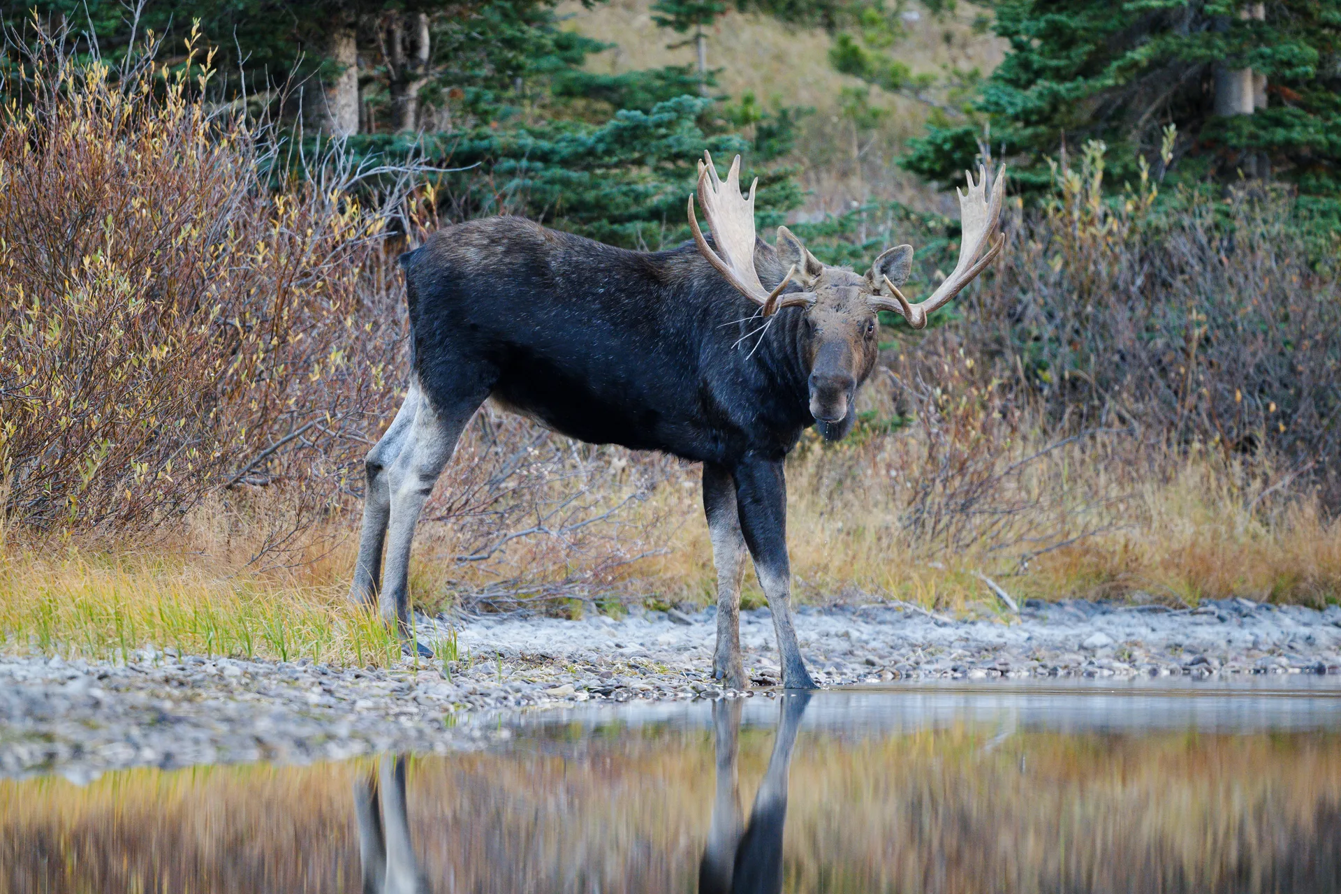 Moose at Many Glacier