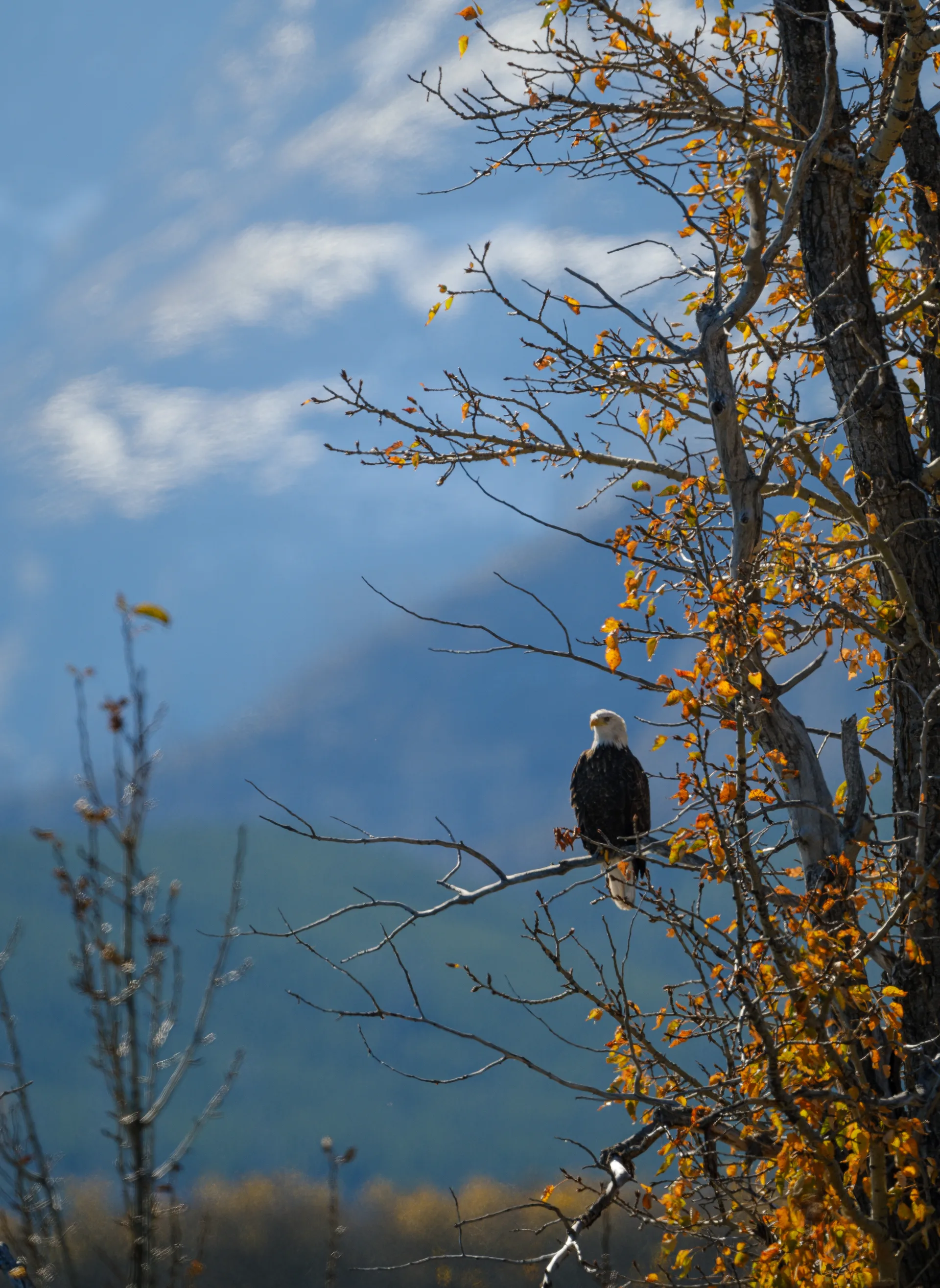 Bald Eagle at Glacier National Park